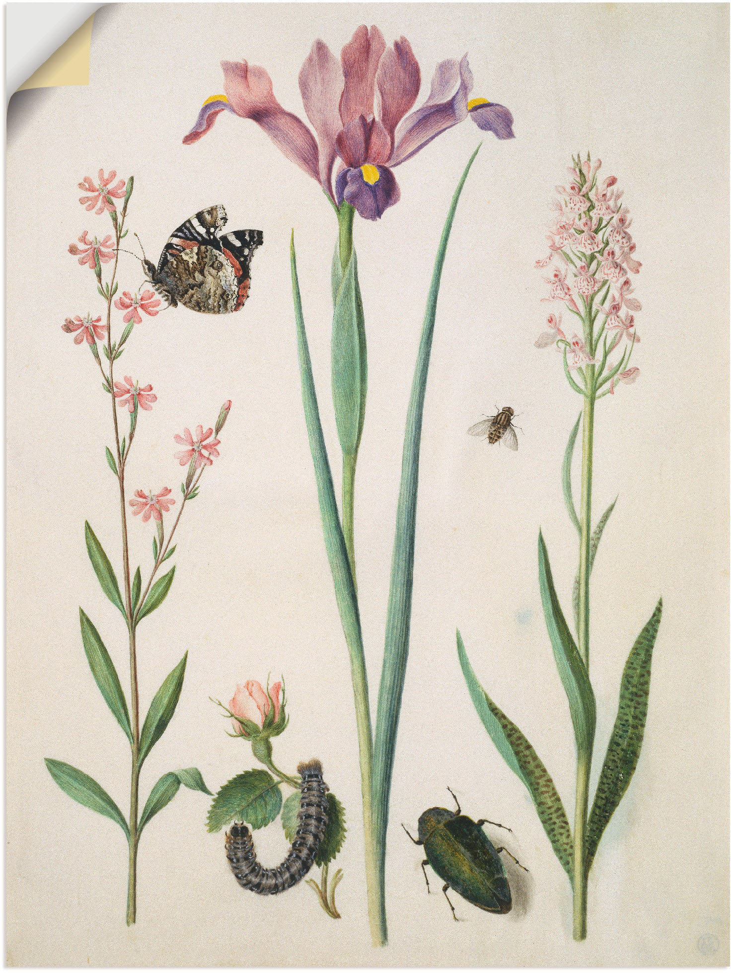 Artland Wandbild »Admiral, Rose Iris Knabenkraut.«, Pflanzen, (1 St.), als günstig online kaufen