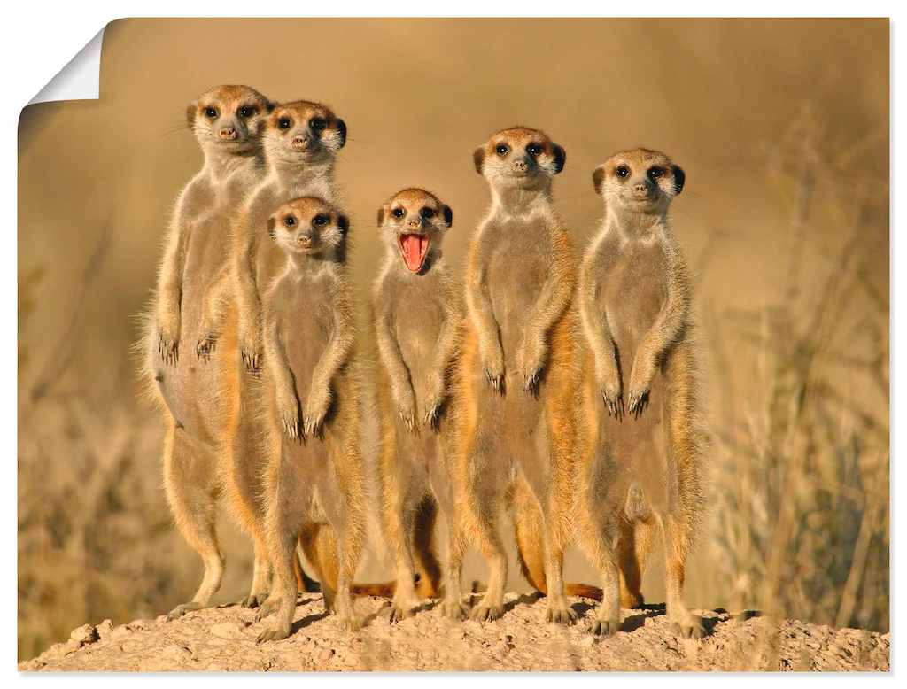 Artland Wandbild »Erdmännchen Familie«, Wildtiere, (1 St.), als Alubild, Ou günstig online kaufen