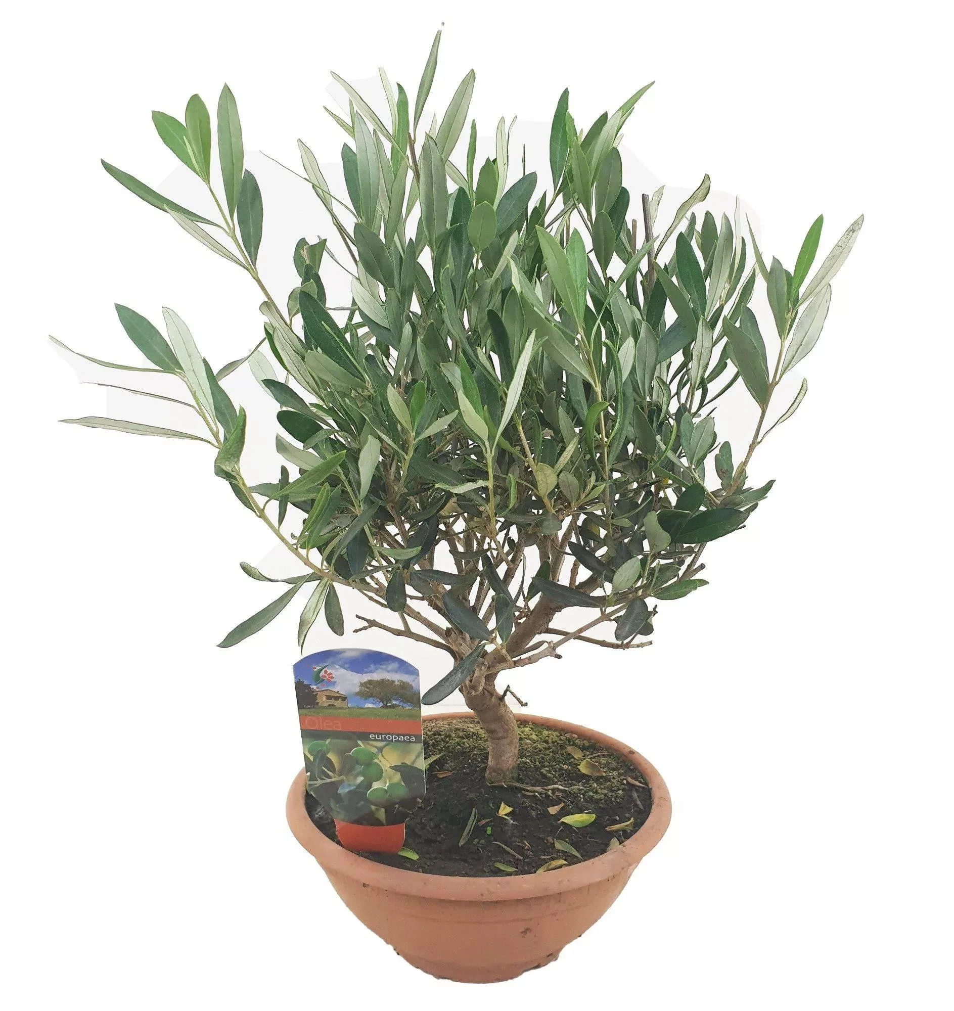 Perfect Plant | Olivenbonsai in Schale günstig online kaufen