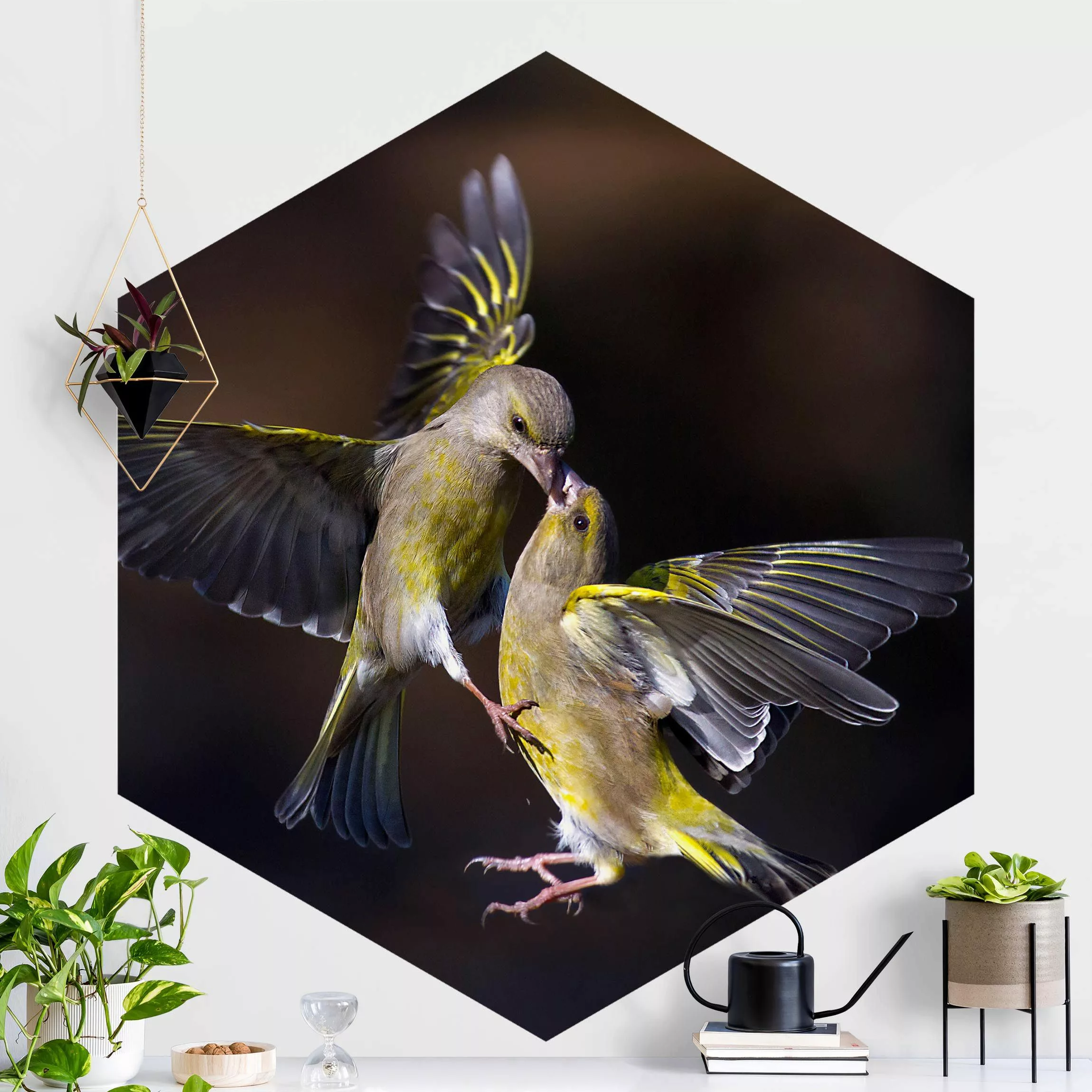 Hexagon Fototapete selbstklebend Küssende Kolibris günstig online kaufen
