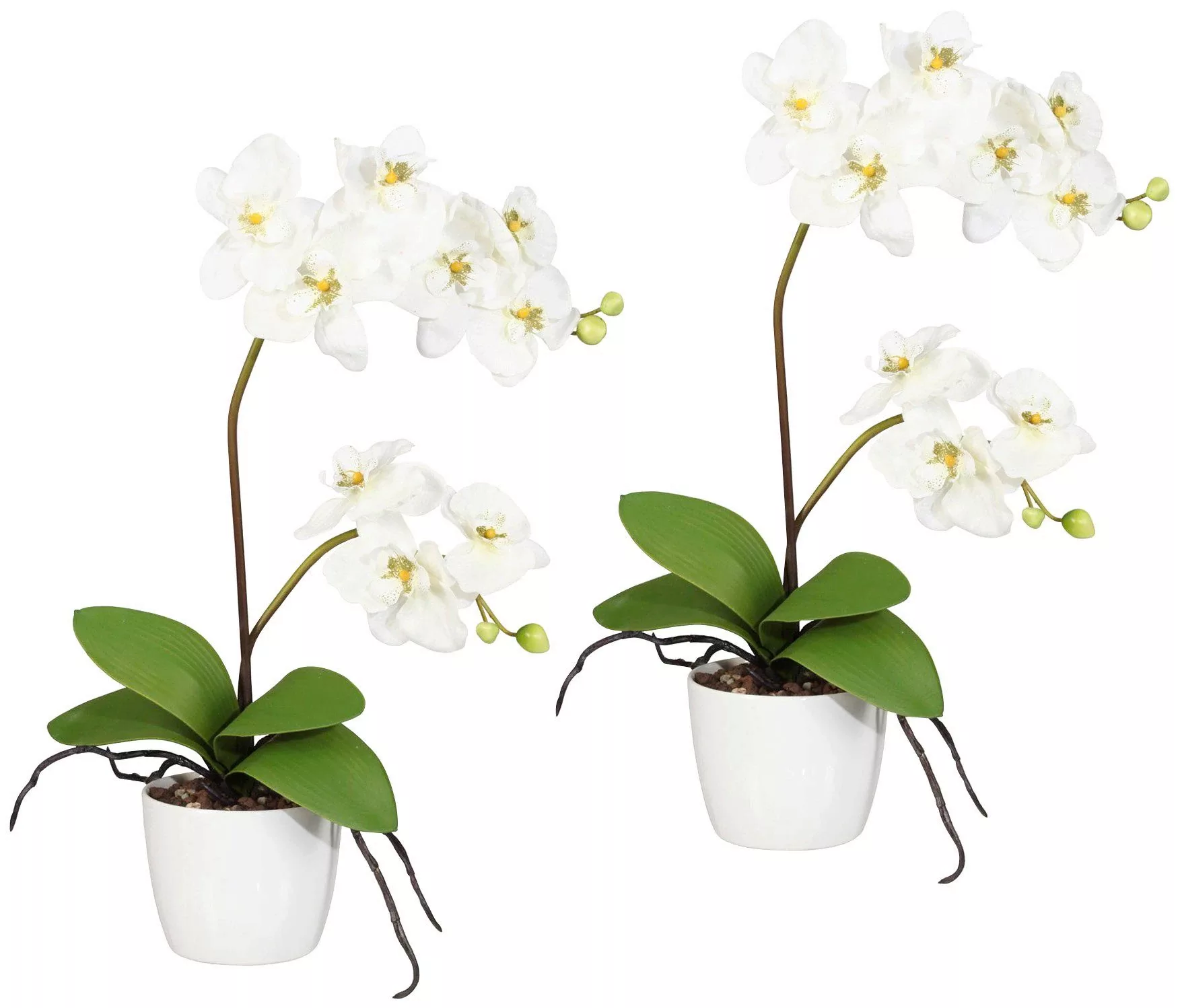 Creativ green Kunstpflanze "Orchidee Phalaenopsis", im Keramiktopf günstig online kaufen