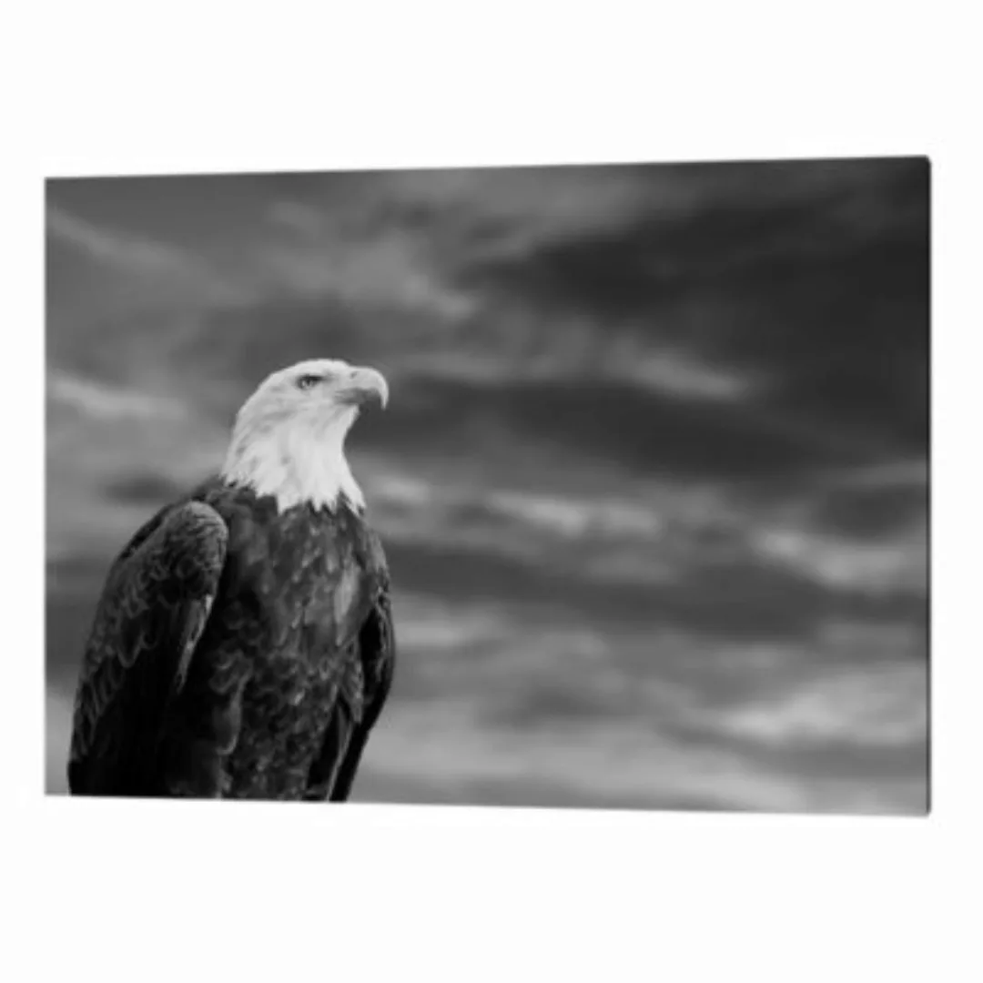 Any Image Wandbild Adler grau Gr. 60 x 80 günstig online kaufen