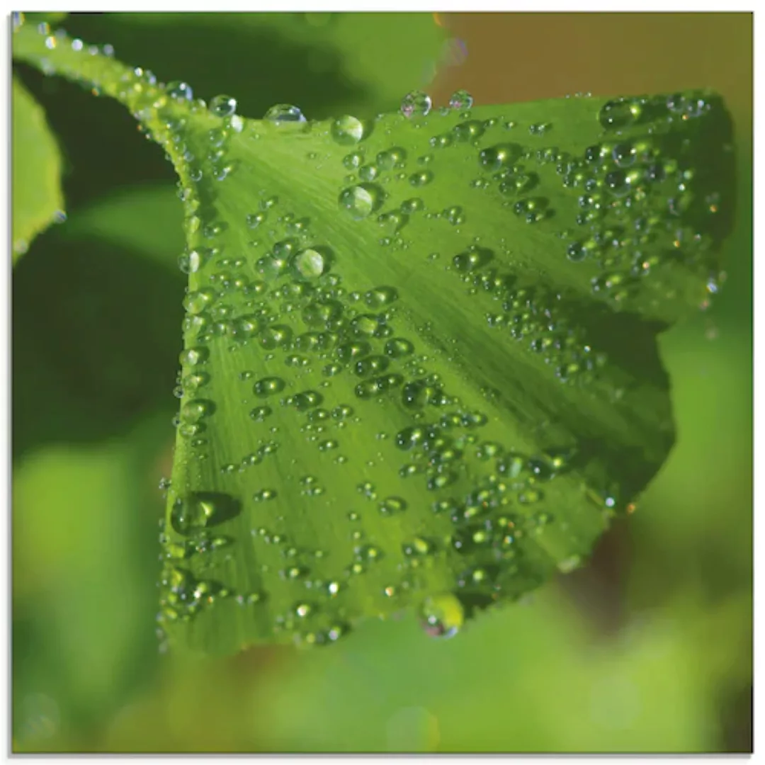Artland Glasbild »Ginkgo«, Blätter, (1 St.) günstig online kaufen