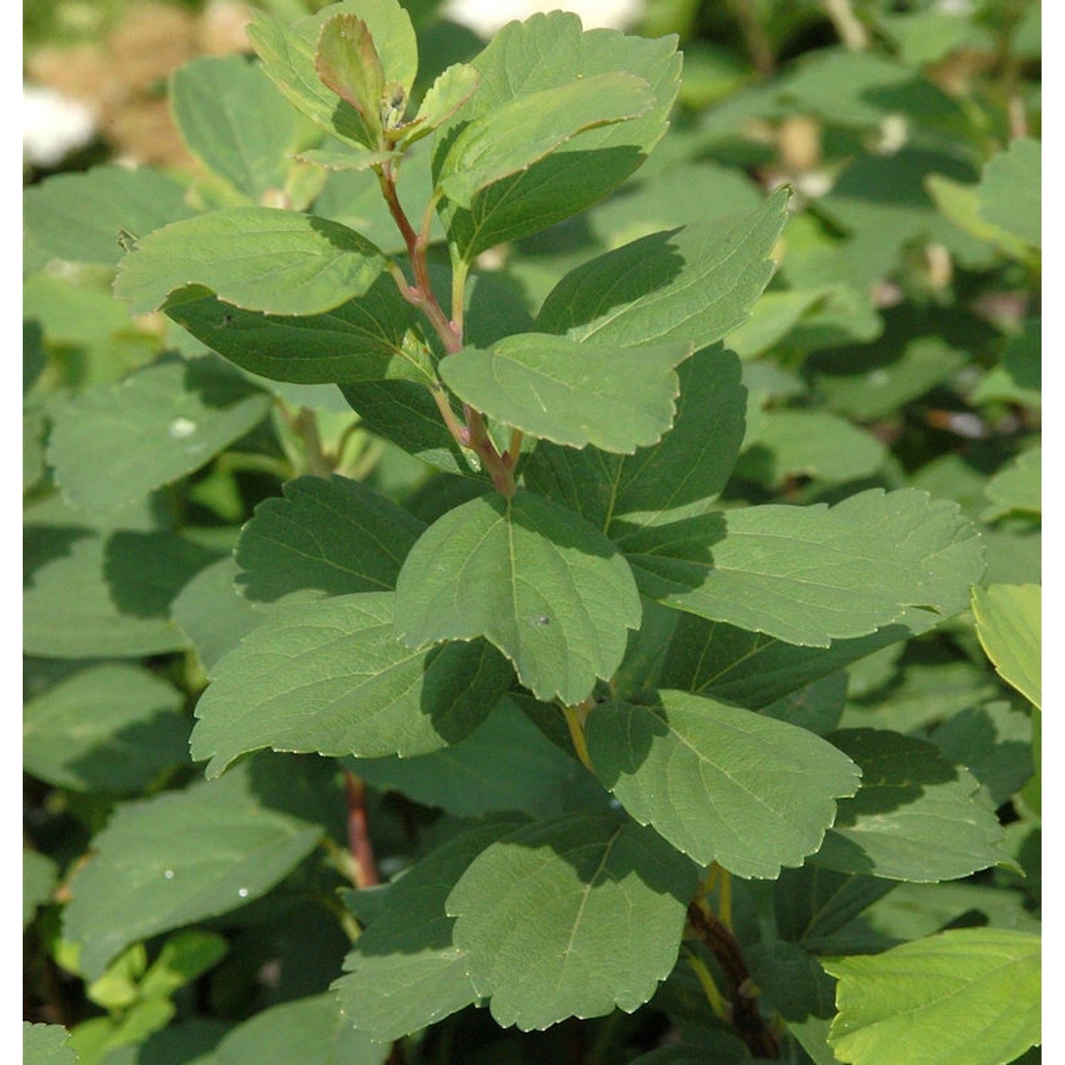 Birkenblättrige Spiere Pink Sparkler 20-30cm - Spiraea betulifolia günstig online kaufen