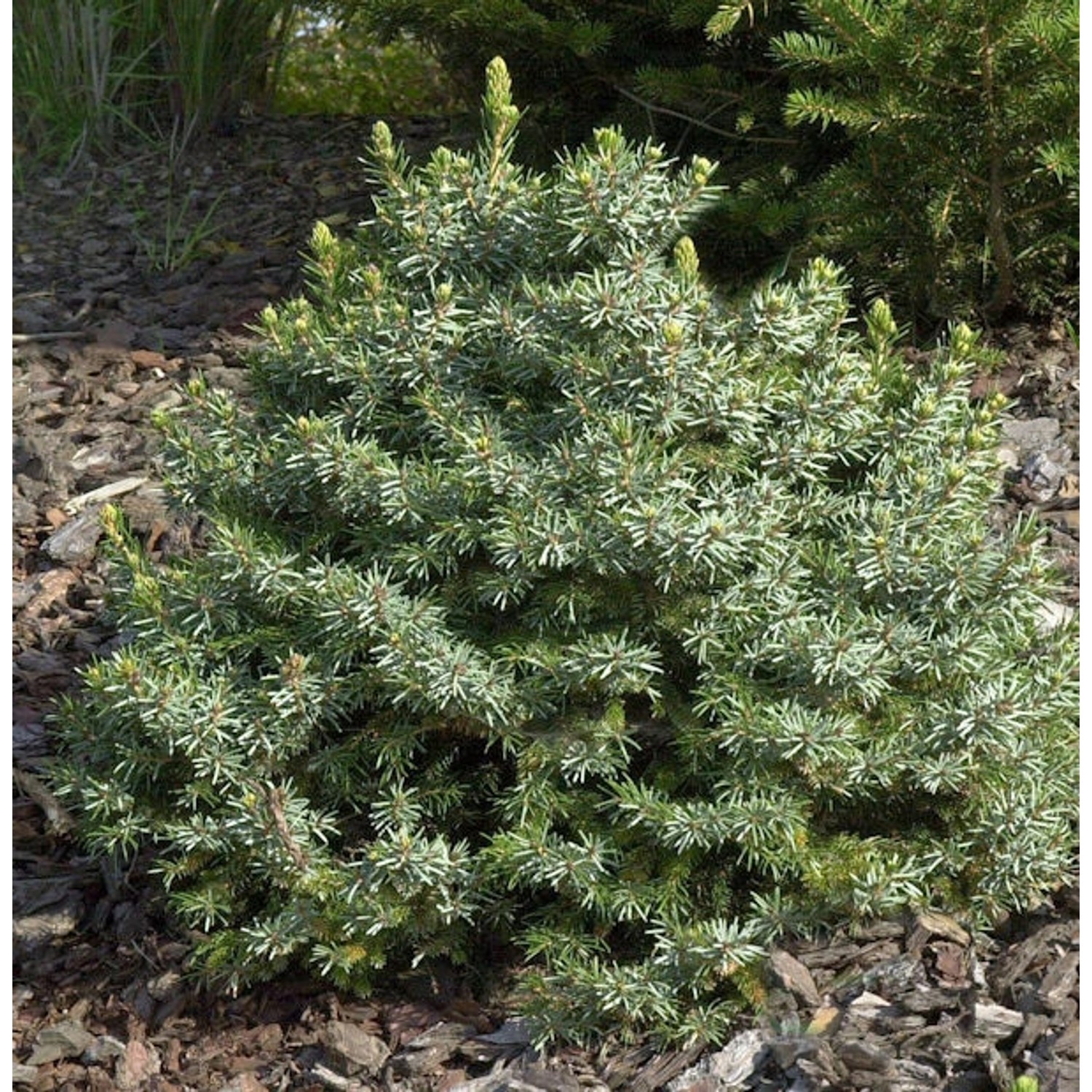 Zwergfichte 30-40cm - Picea omorika Nana günstig online kaufen