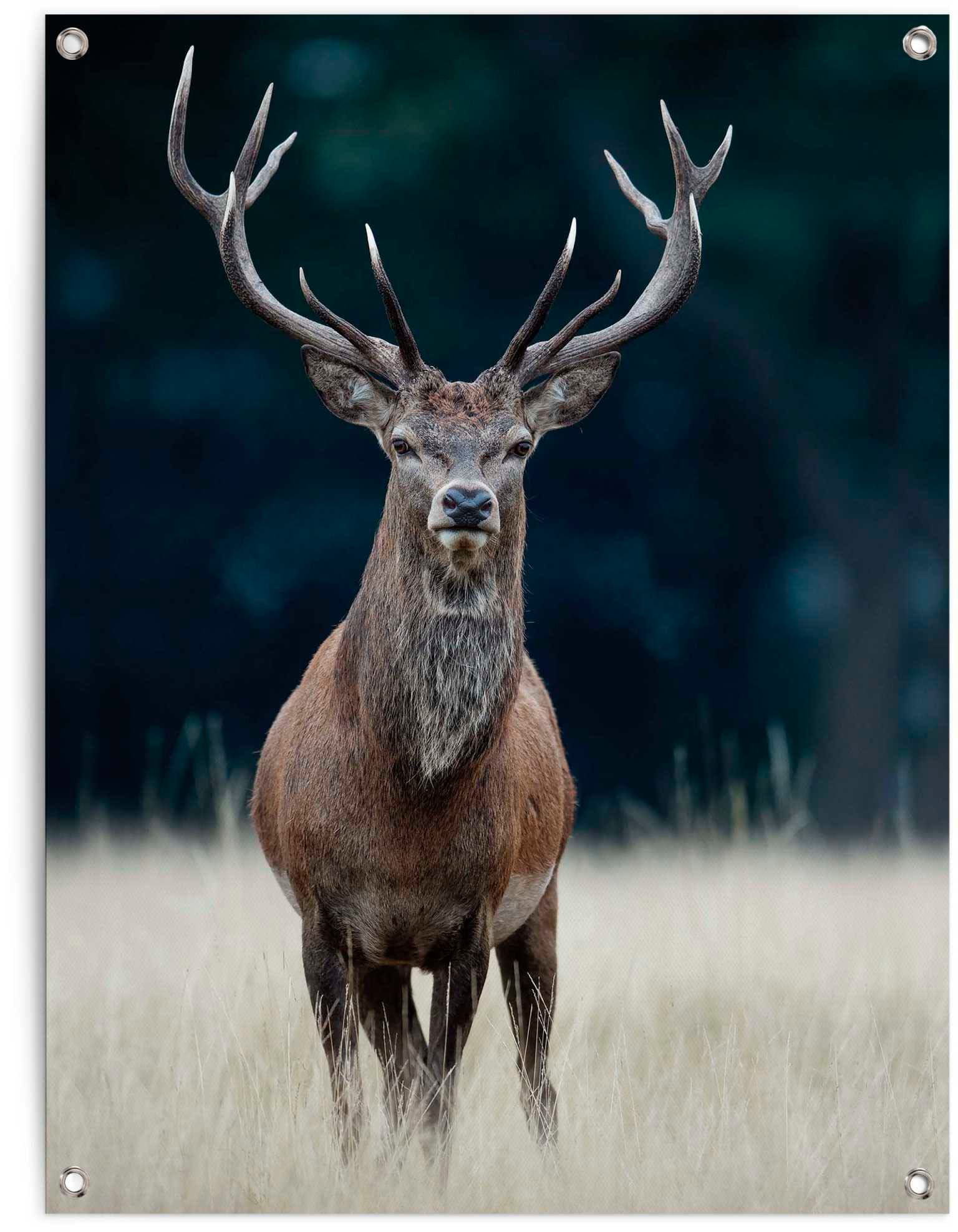 Reinders Poster "Hirsch" günstig online kaufen