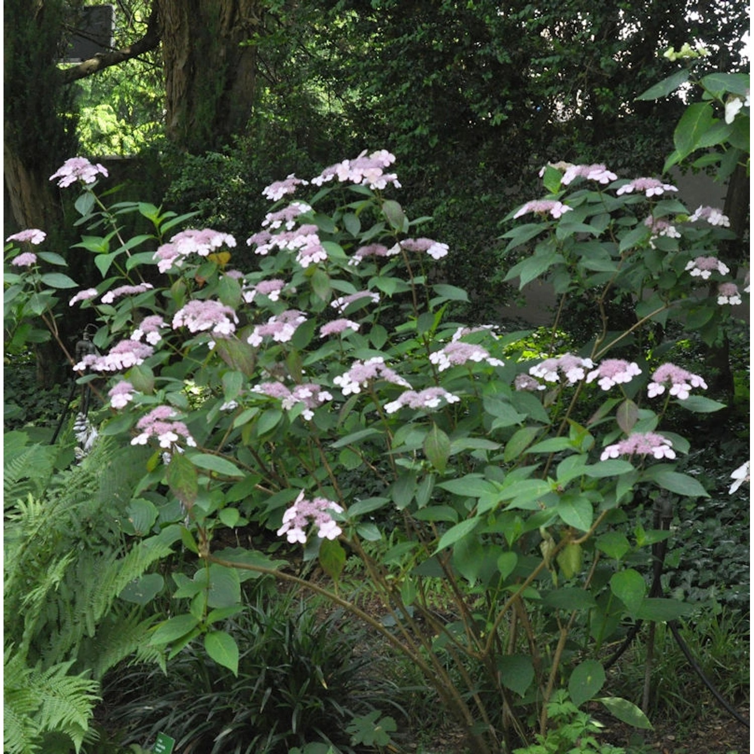 Teller Hortensie Omacha 30-40cm - Hydrangea serrata günstig online kaufen