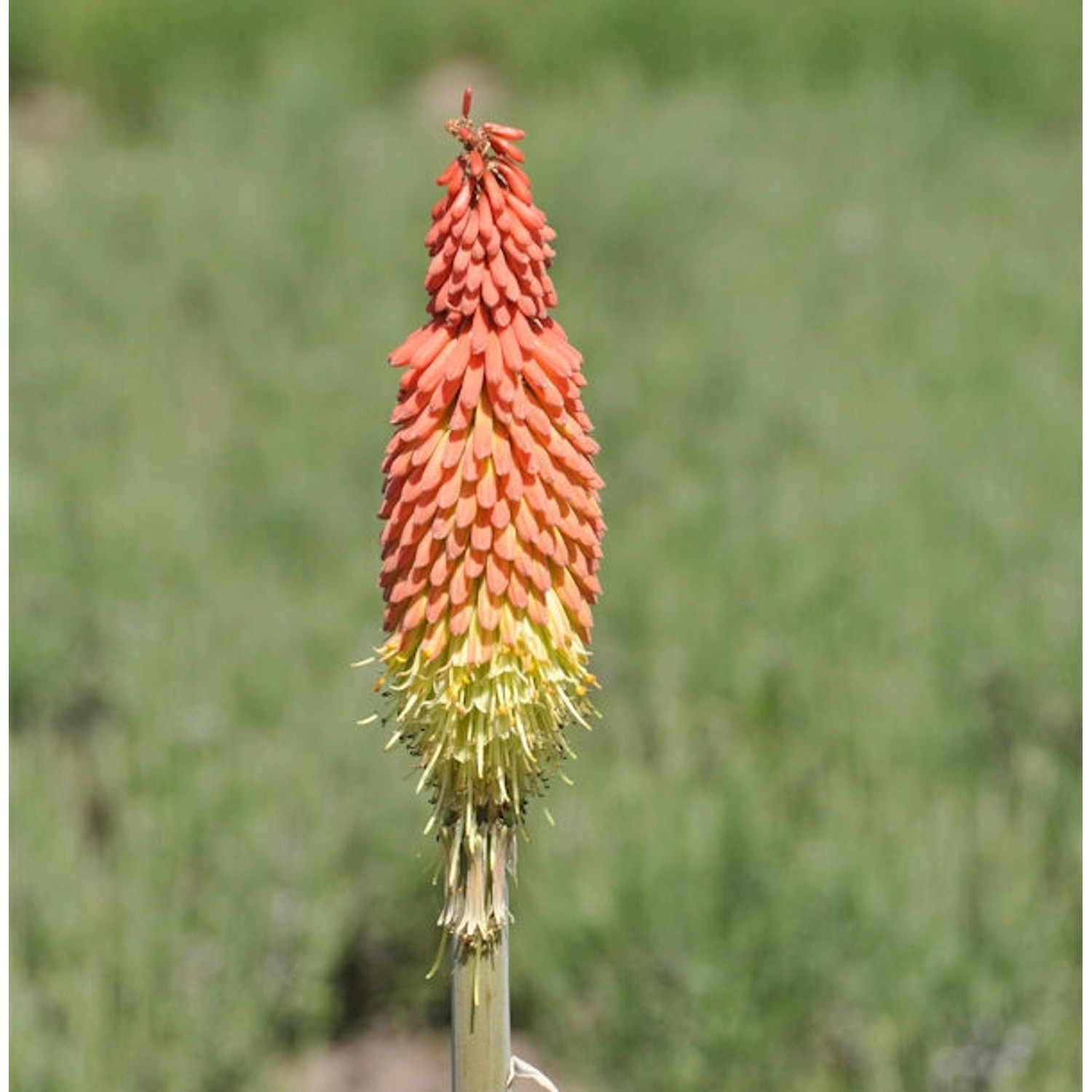 Fackellilie Royal Castle - Kniphofia uvaria günstig online kaufen