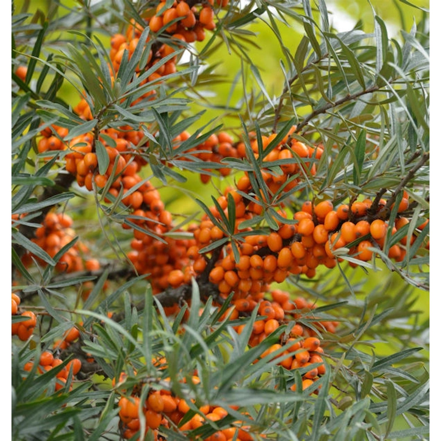 Weiblicher Sanddorn Leikora 40-60cm - Hippophae rhamnoides günstig online kaufen