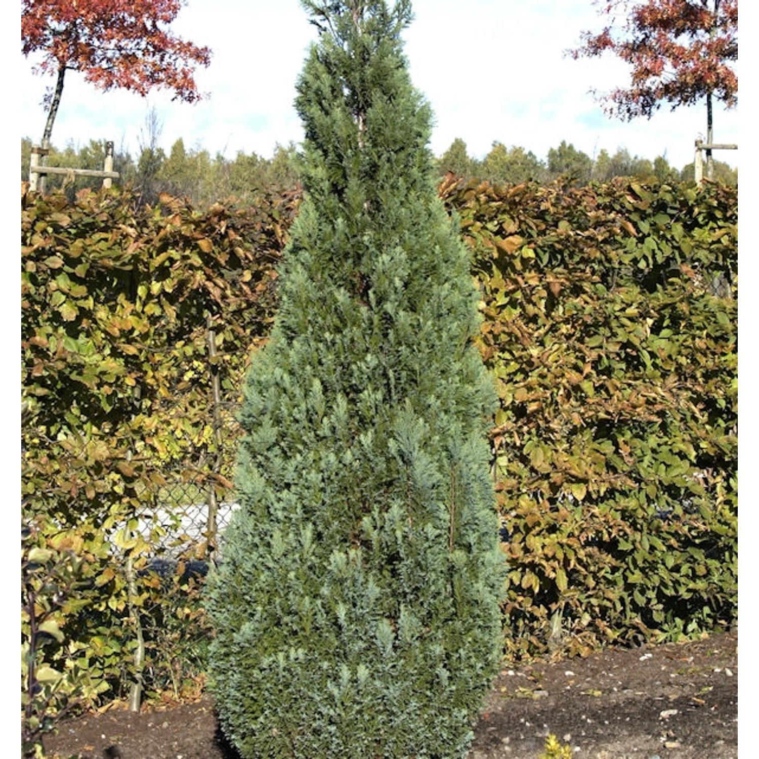 Blaue Kegelzypresse 30-40cm - Chamaecyparis lawsoniana günstig online kaufen