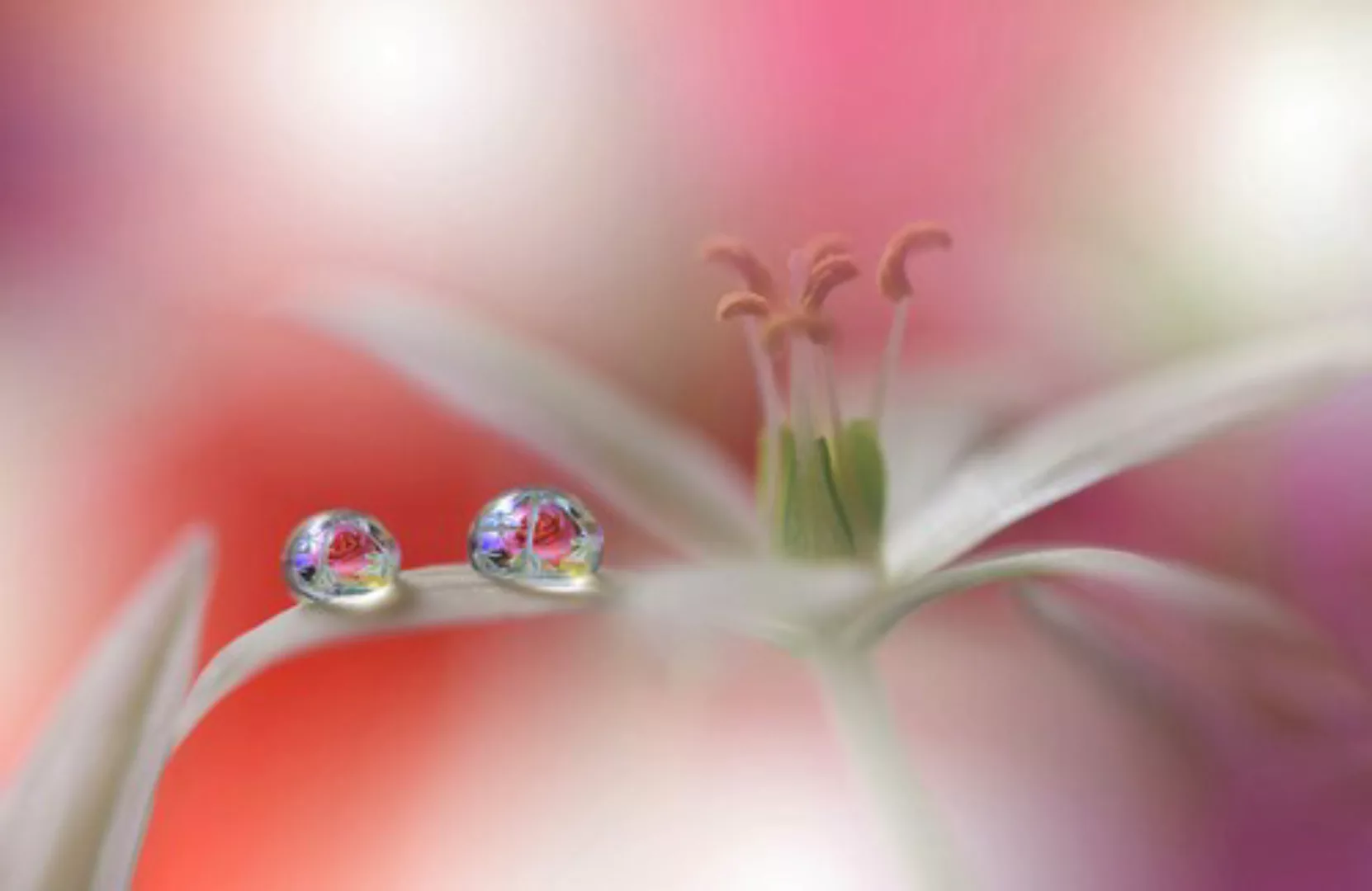 Papermoon Fototapete »Zen Wassertropfen mit Blume Makro« günstig online kaufen