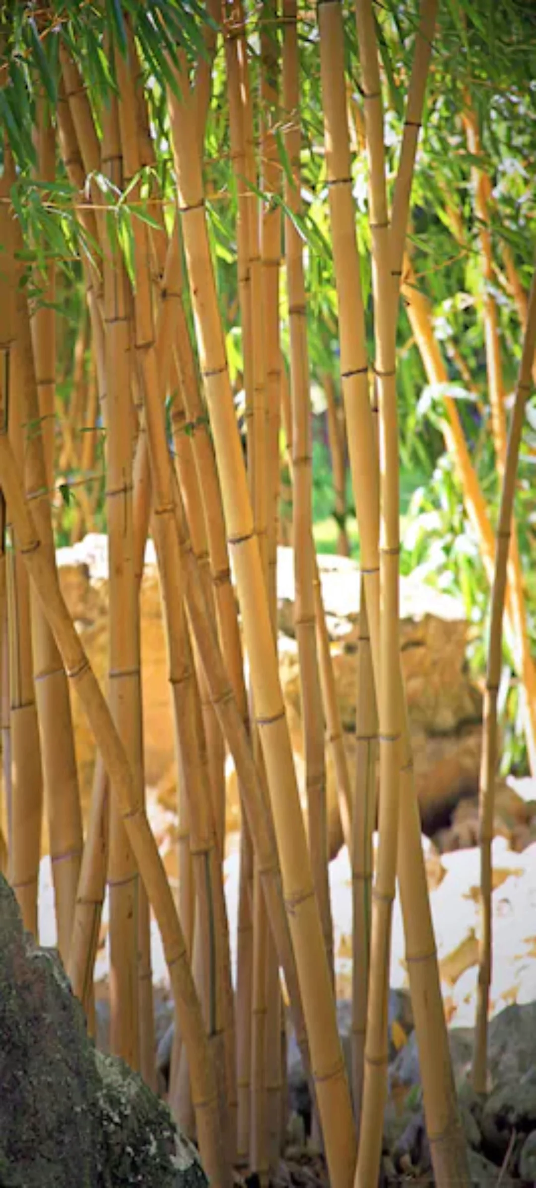 Papermoon Fototapete »Bamboo - Türtapete«, matt günstig online kaufen