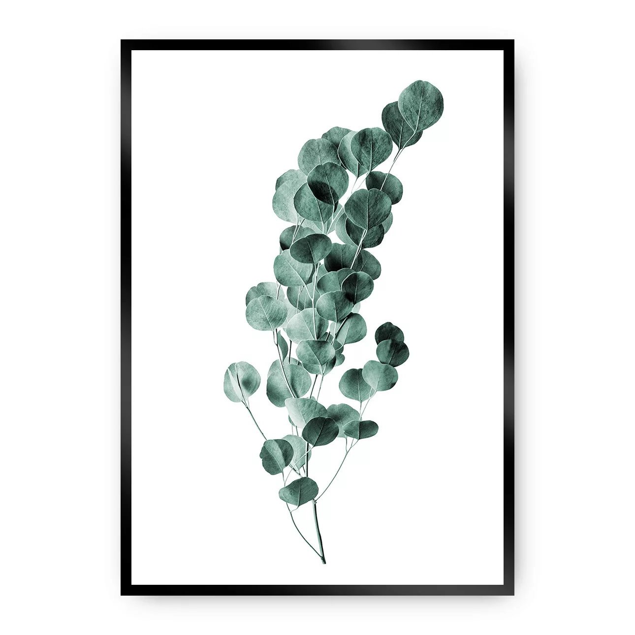Poster Eucalyptus Emerald Green, 40 x 50 cm, Rahmen wählen: schwarz günstig online kaufen