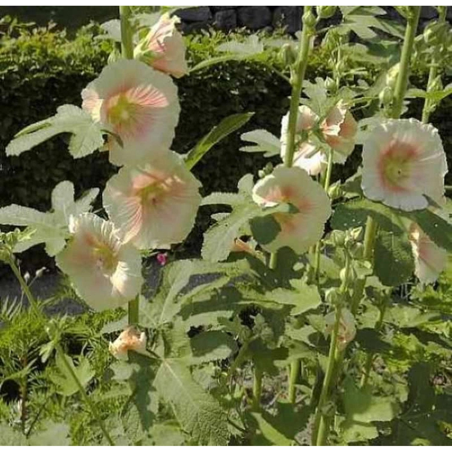 Feigenblättrige Stockrose - Alcea ficifolia günstig online kaufen