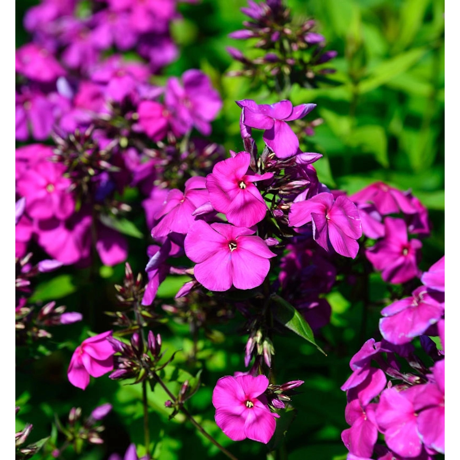 Hohe Flammenblume Düsterlohe - Phlox Paniculata günstig online kaufen