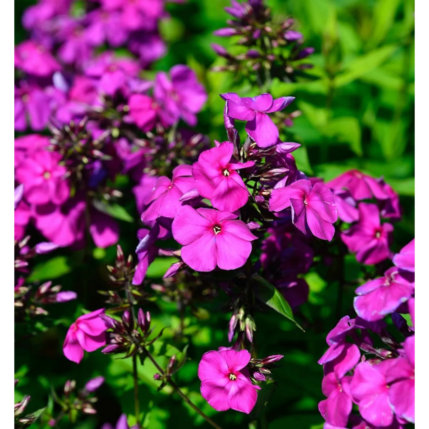 Hohe Flammenblume Düsterlohe - Phlox Paniculata günstig online kaufen