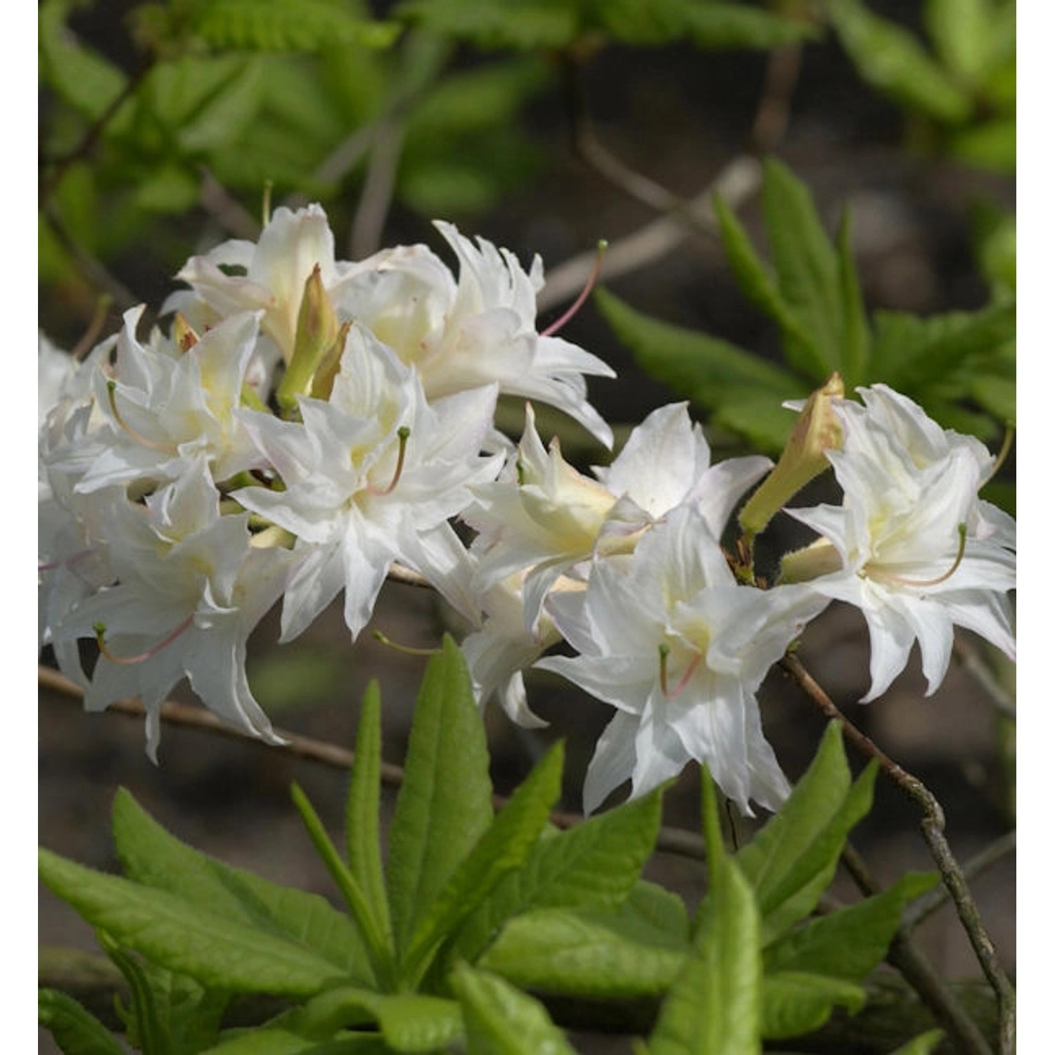 Sommergrüne Azalee Schneeköpfchen 60-80cm - Rhododendron mixtum günstig online kaufen