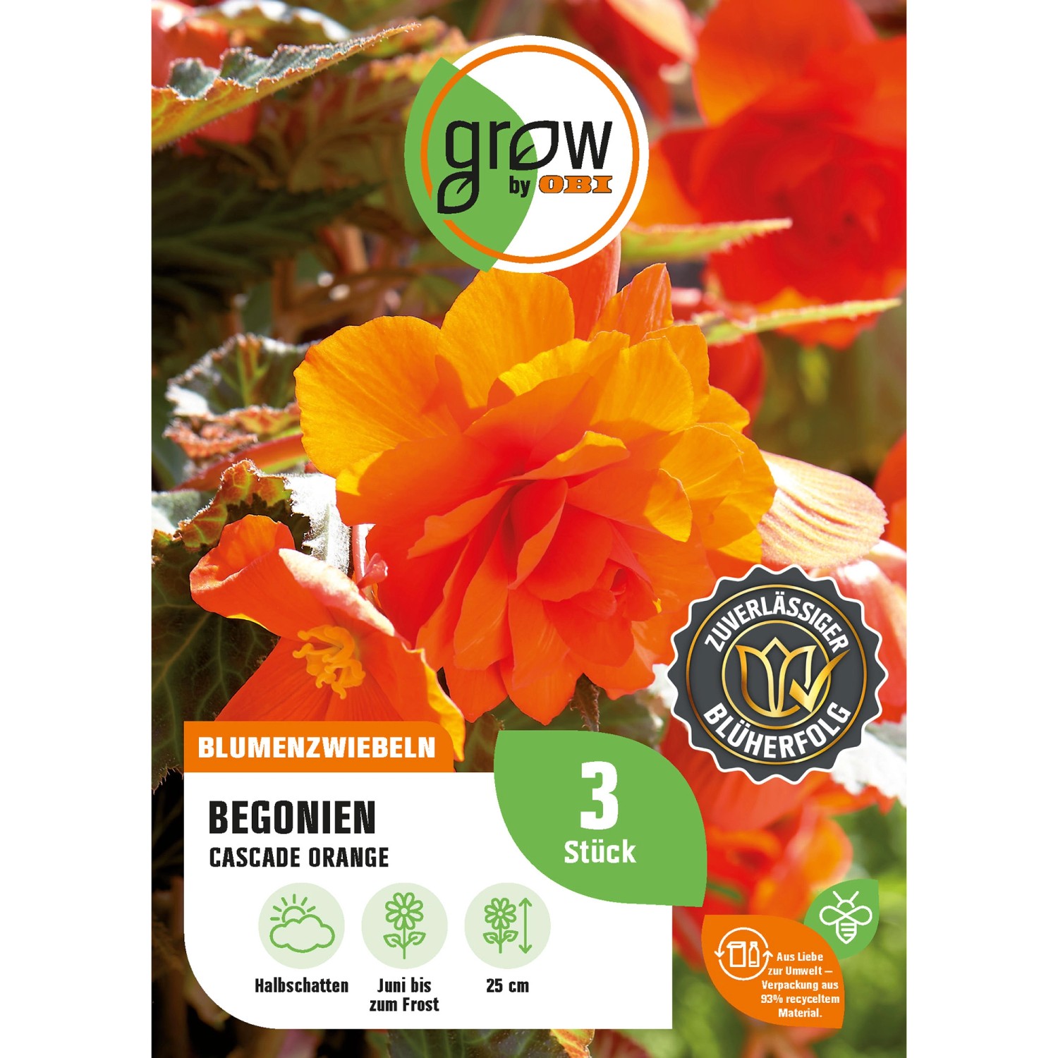 GROW by OBI Begonie Cascade Orange Höhe ca. 25 cm Begonia cascade günstig online kaufen