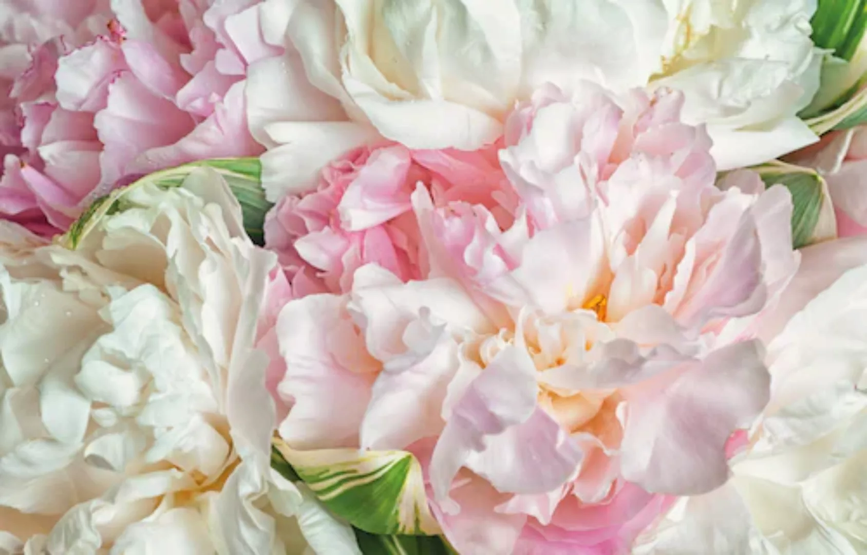 Papermoon Fototapete »Blooming Peonies« günstig online kaufen