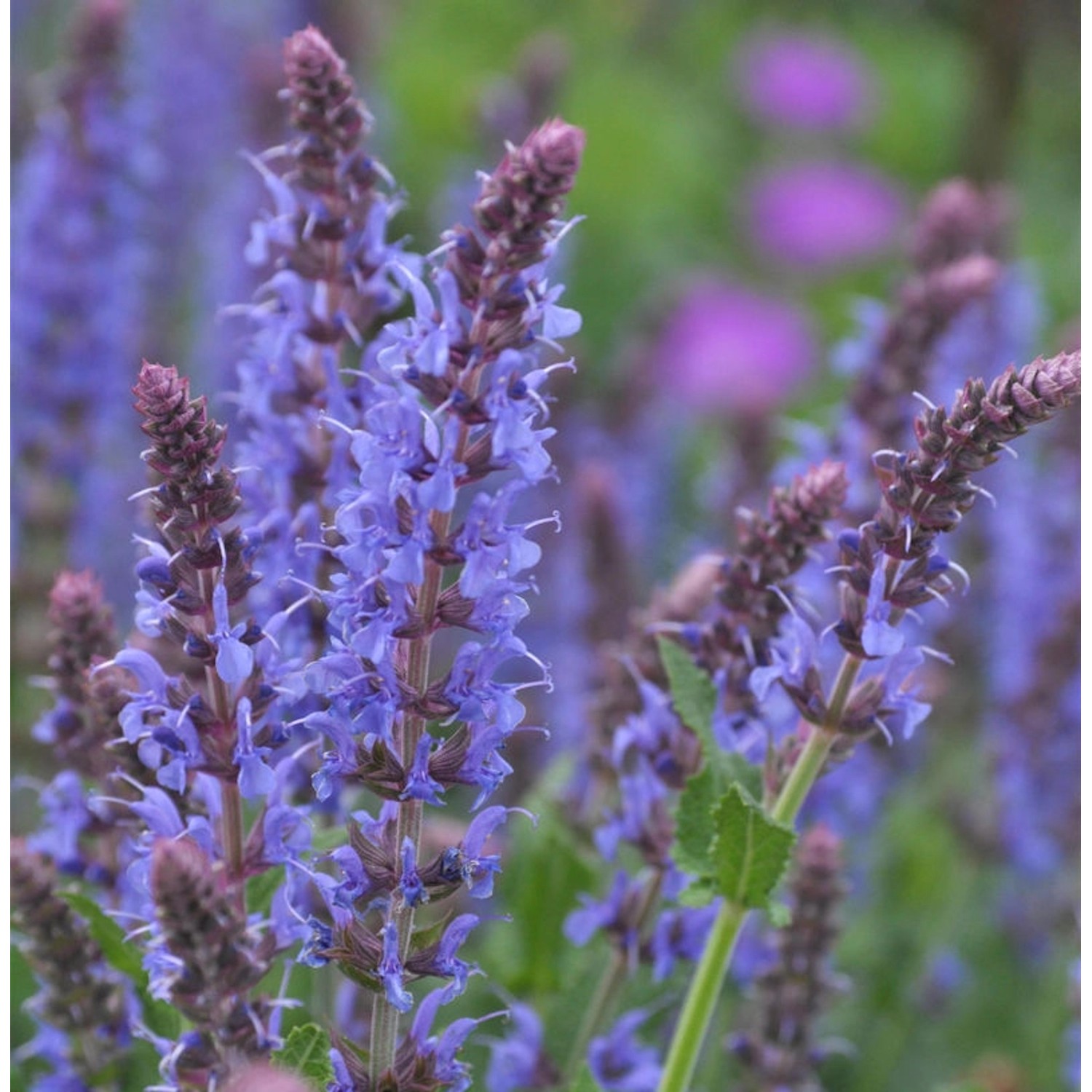 Salbei Blauhügel - Salvia nemorosa günstig online kaufen