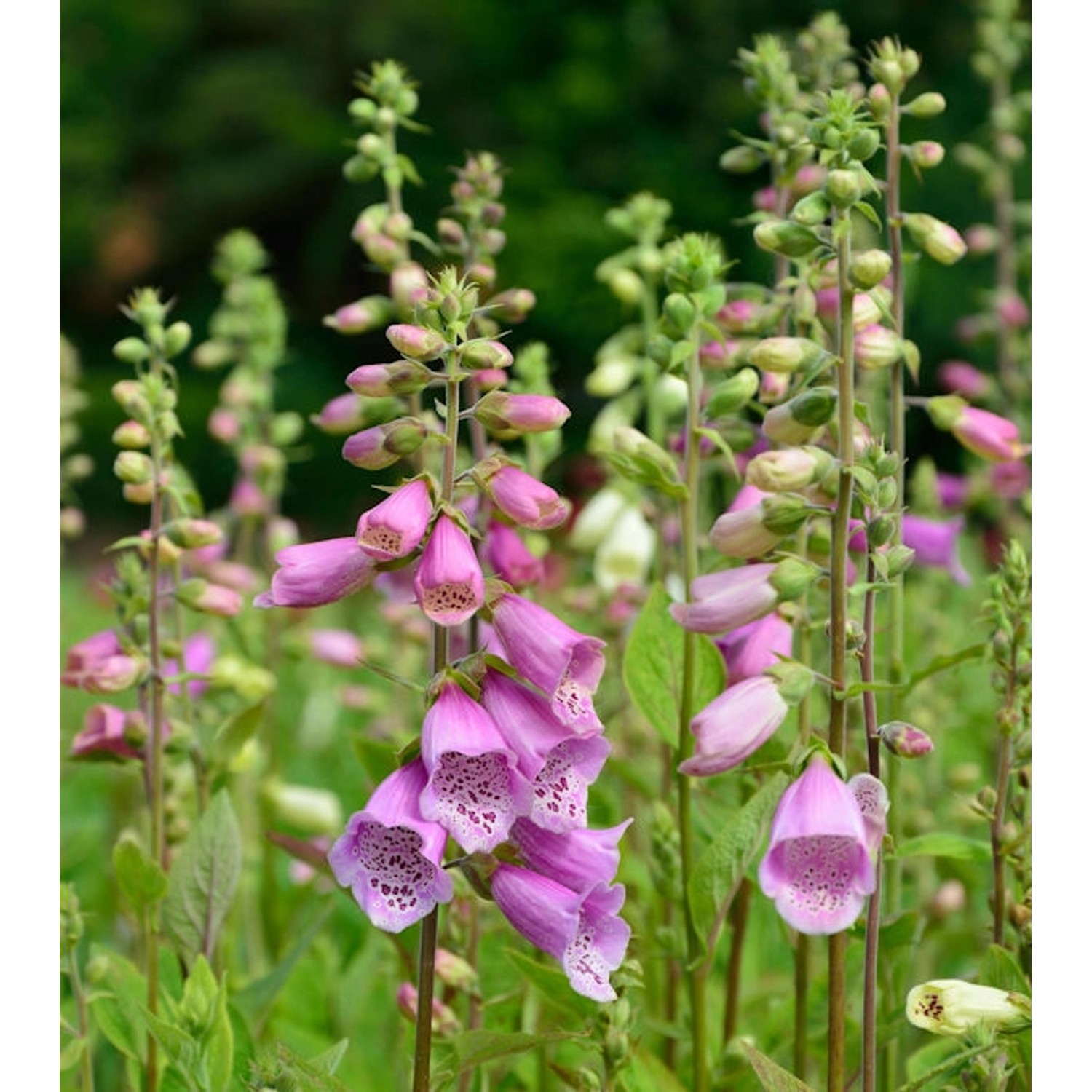 Roter Fingerhut - Digitalis purpurea günstig online kaufen