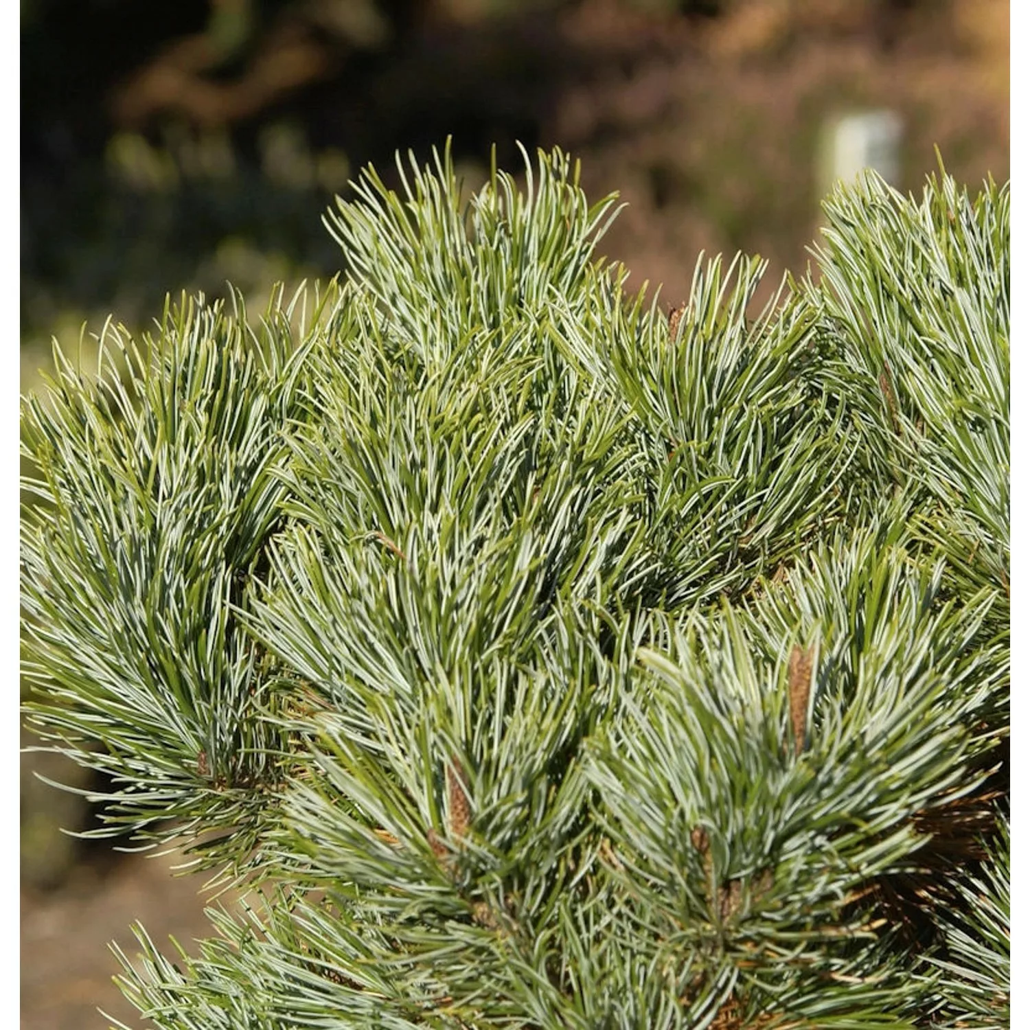 Blaue Kriechkiefer 50-60cm - Pinus pumila Glauca günstig online kaufen