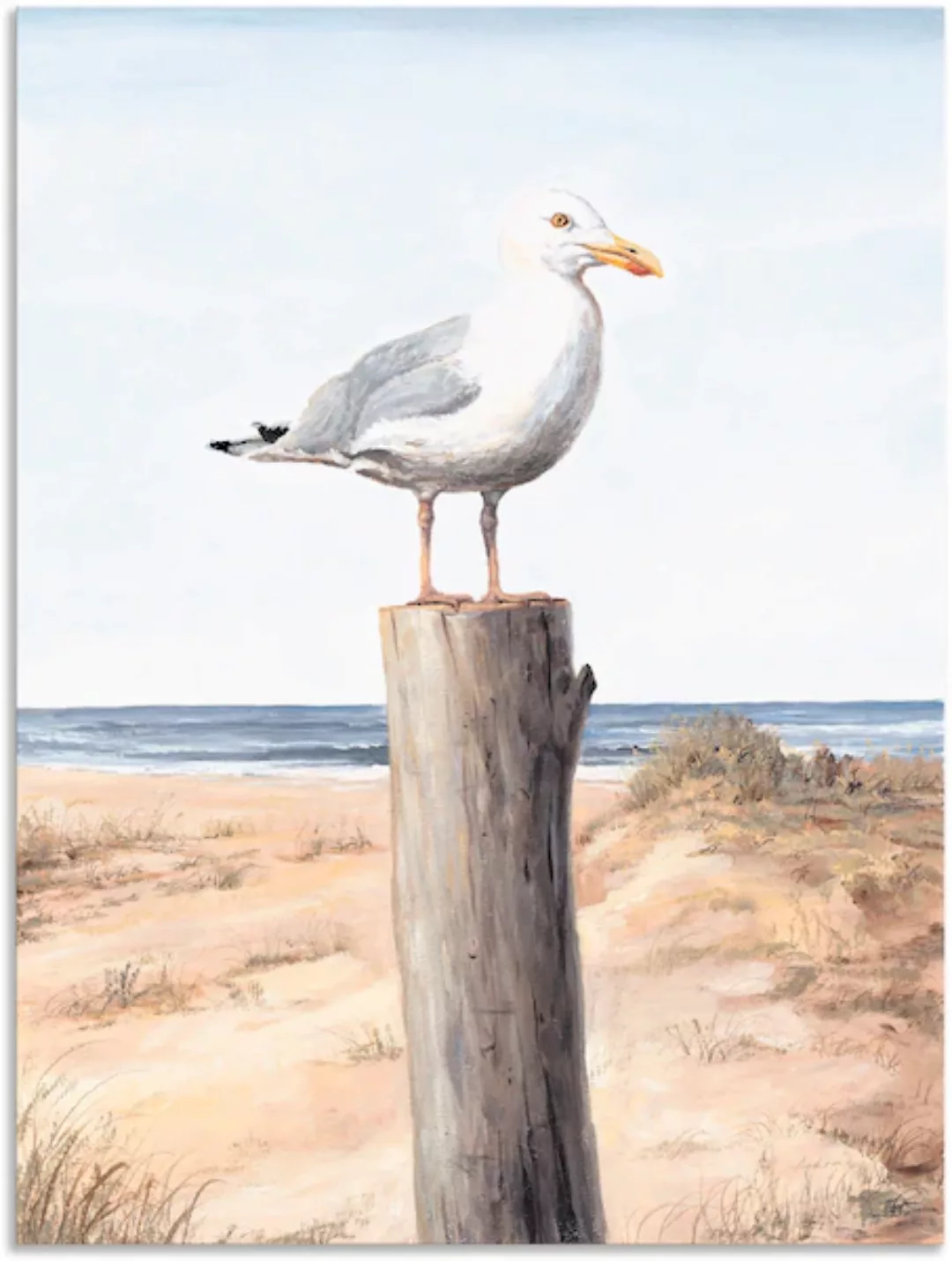 Artland Wandbild "Möwe", Vögel, (1 St.), als Alubild, Outdoorbild, Leinwand günstig online kaufen