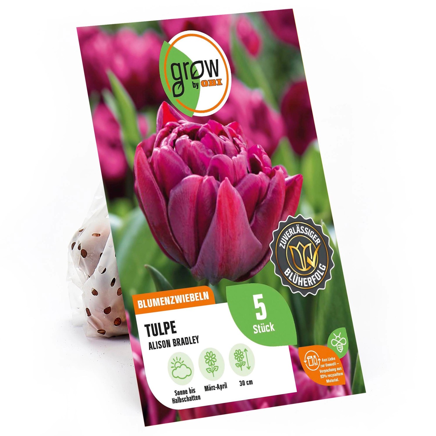 GROW by OBI Tulpe Alison Bradley Purpur 5 Stück Tulipa günstig online kaufen