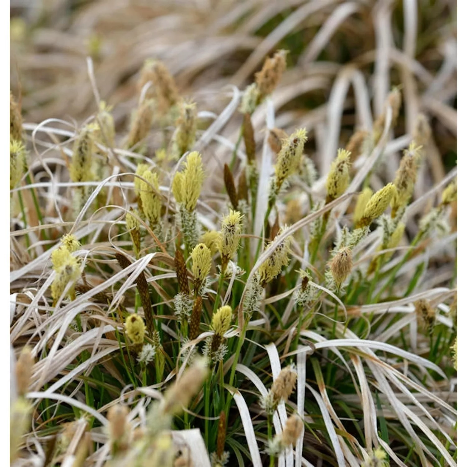 Frühlingssegge The Beatles - Carex caryophyllea günstig online kaufen