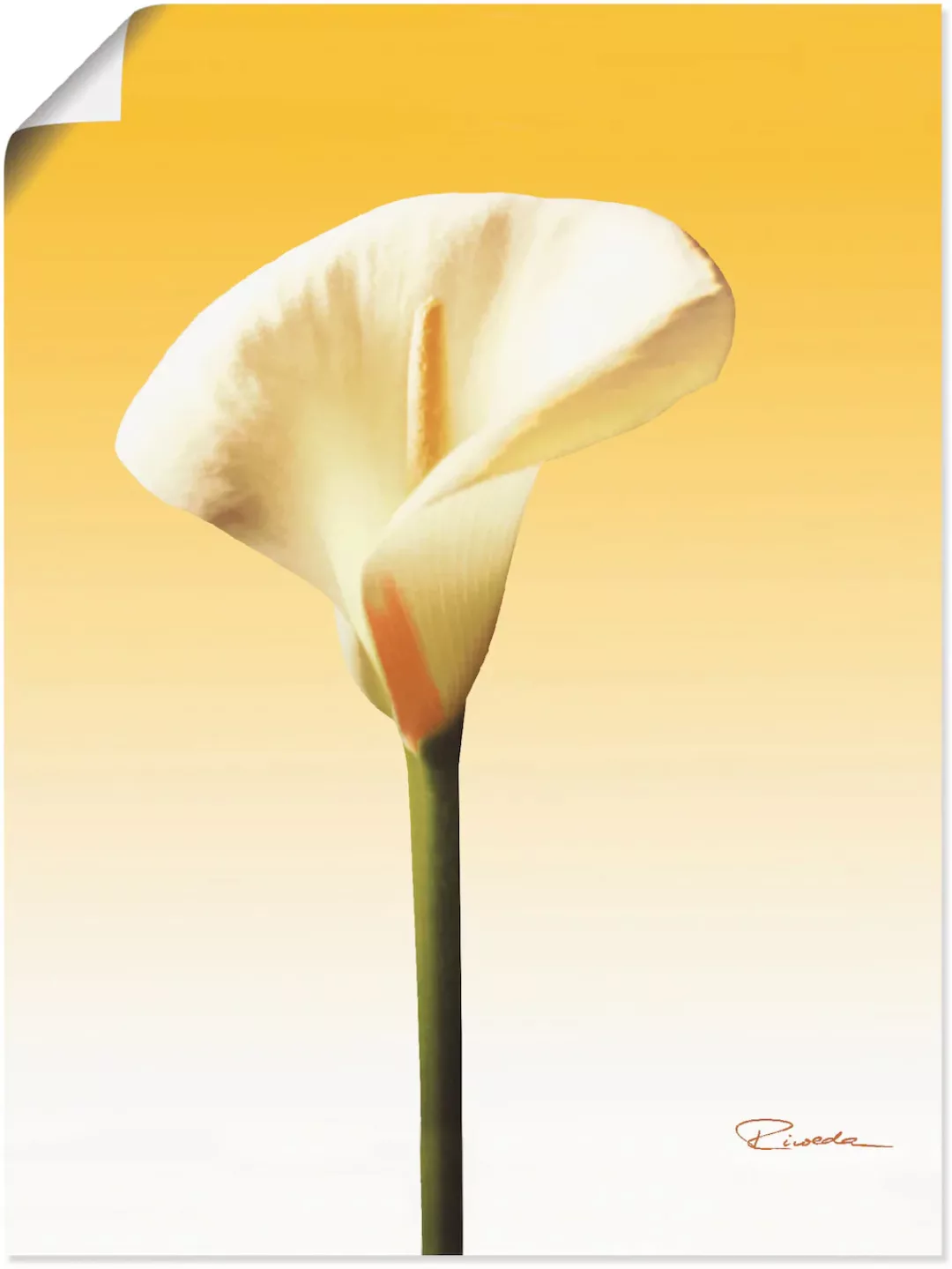 Artland Wandbild "Sonnenschein Calla II", Blumenbilder, (1 St.), als Leinwa günstig online kaufen