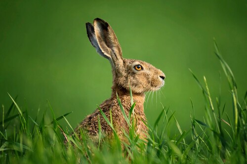 Papermoon Fototapete »hase in wiese« günstig online kaufen