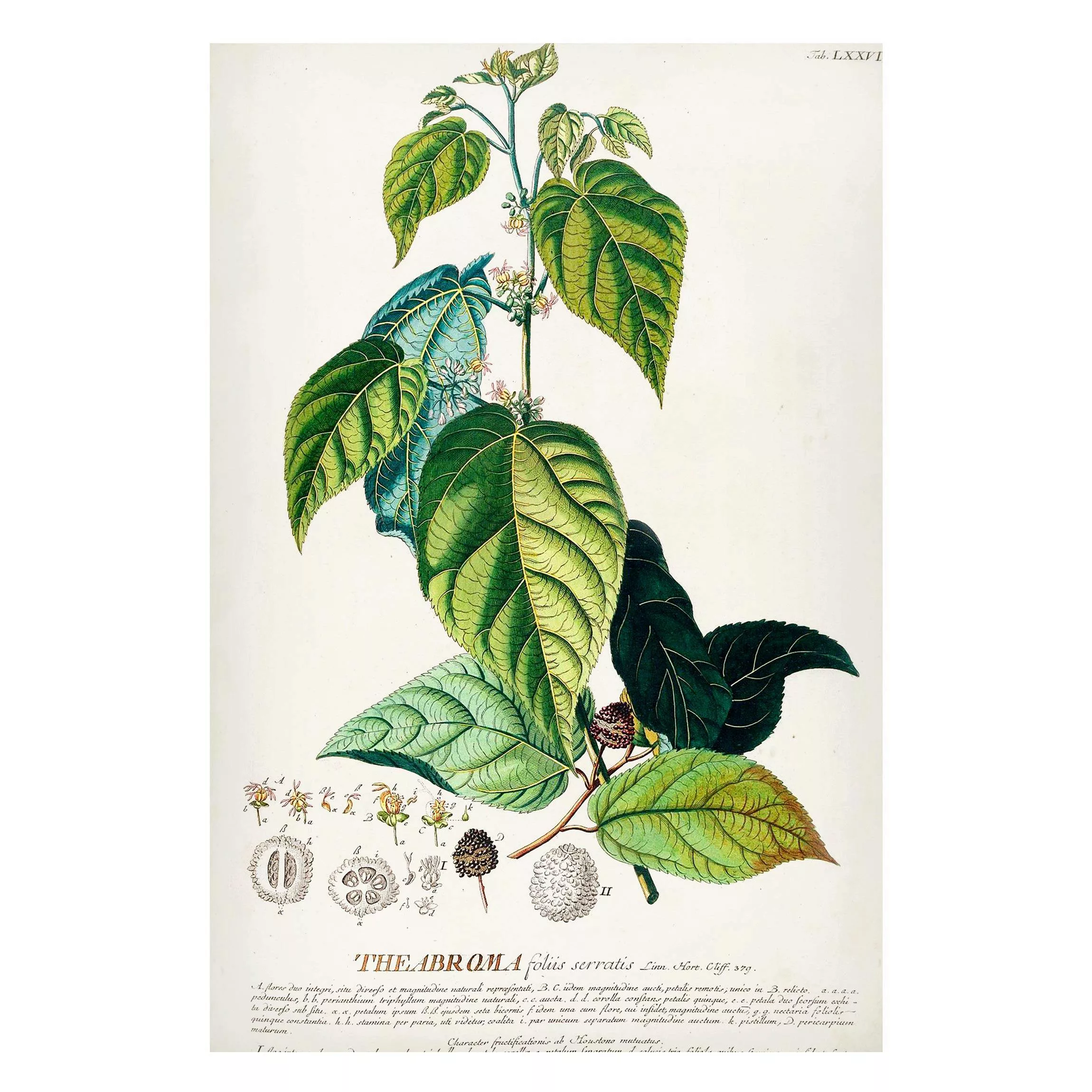 Magnettafel Blumen - Hochformat 2:3 Vintage Botanik Illustration Kakao günstig online kaufen