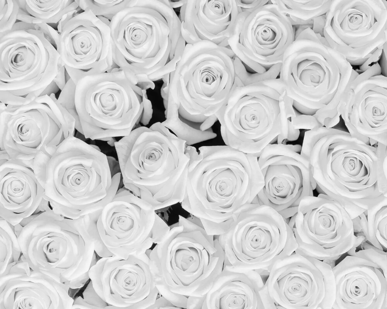 Fototapete "White Roses" 4,00x2,67 m / Glattvlies Brillant günstig online kaufen