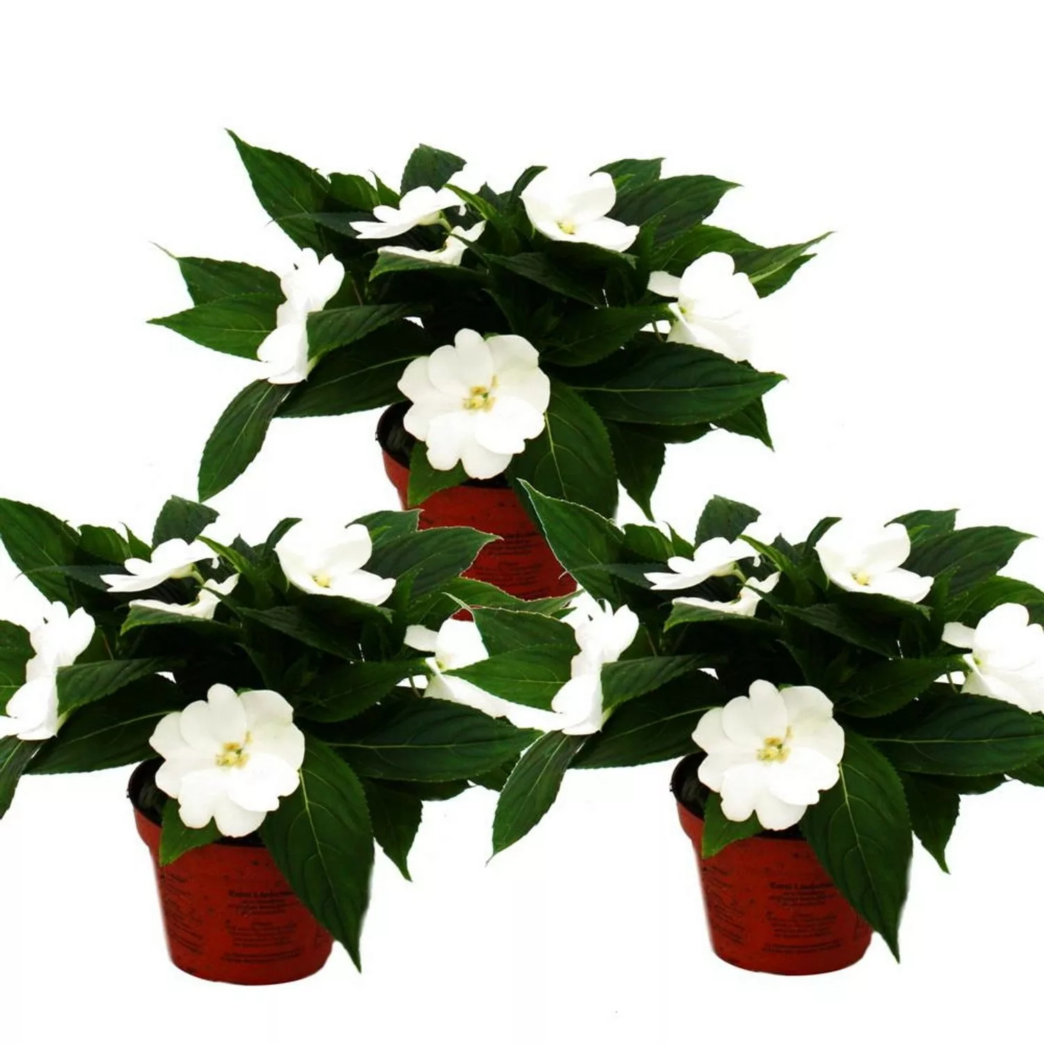 Exotenherz Edel-Lieschen Impatiens Neu-Guinea 12cm Topf Set mit 3 Pflanzen günstig online kaufen