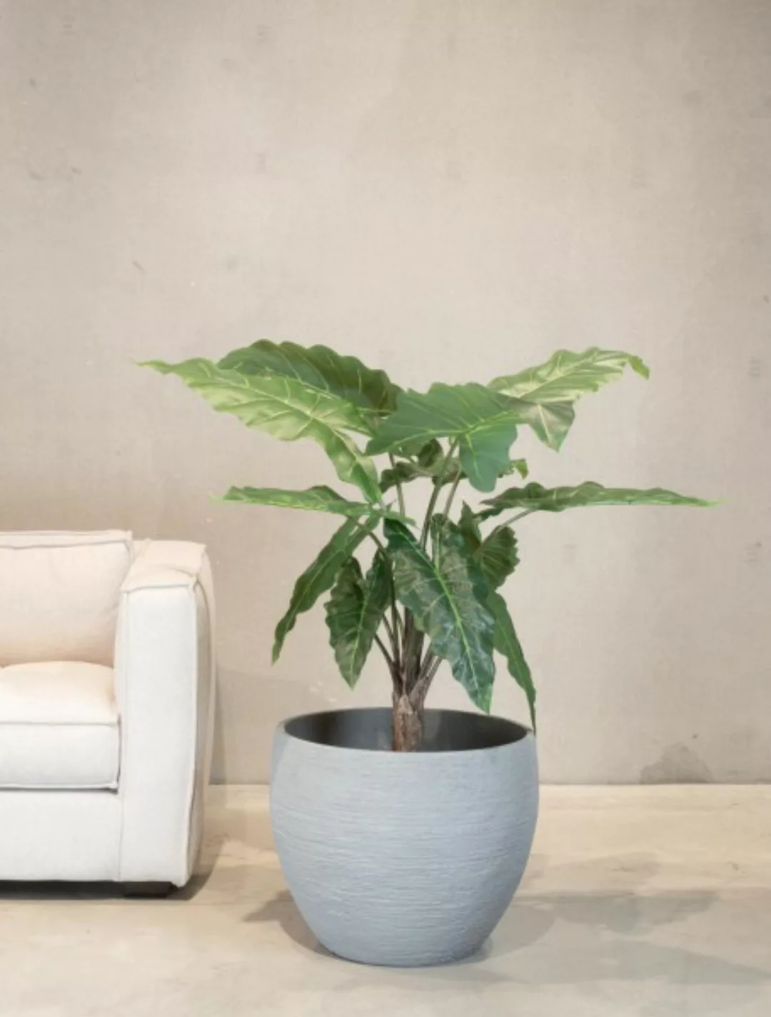 Pfeilblatt - Alocasia Pflanze aus Kunststoff günstig online kaufen