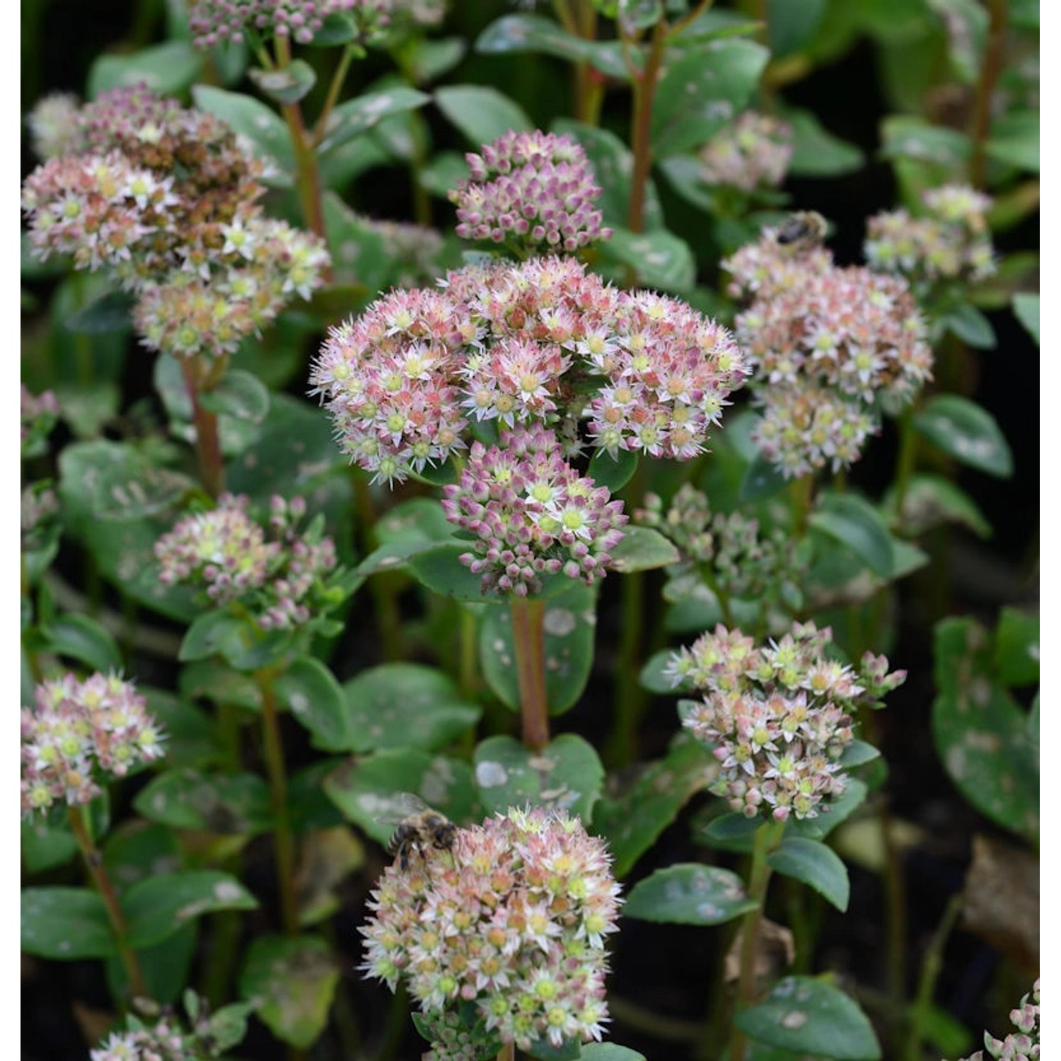 Große Fetthenne - Sedum telephium günstig online kaufen