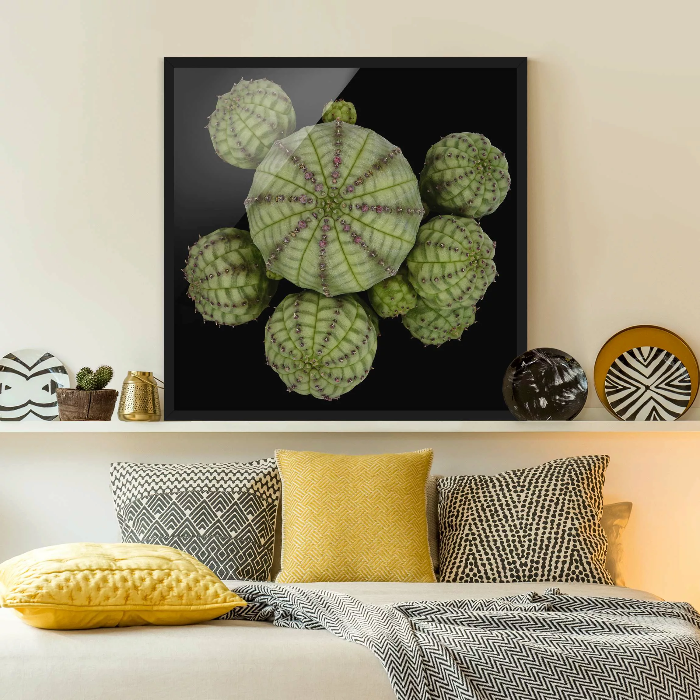 Bild mit Rahmen Blumen - Quadrat Euphorbia - Seeigelwolfsmilch günstig online kaufen