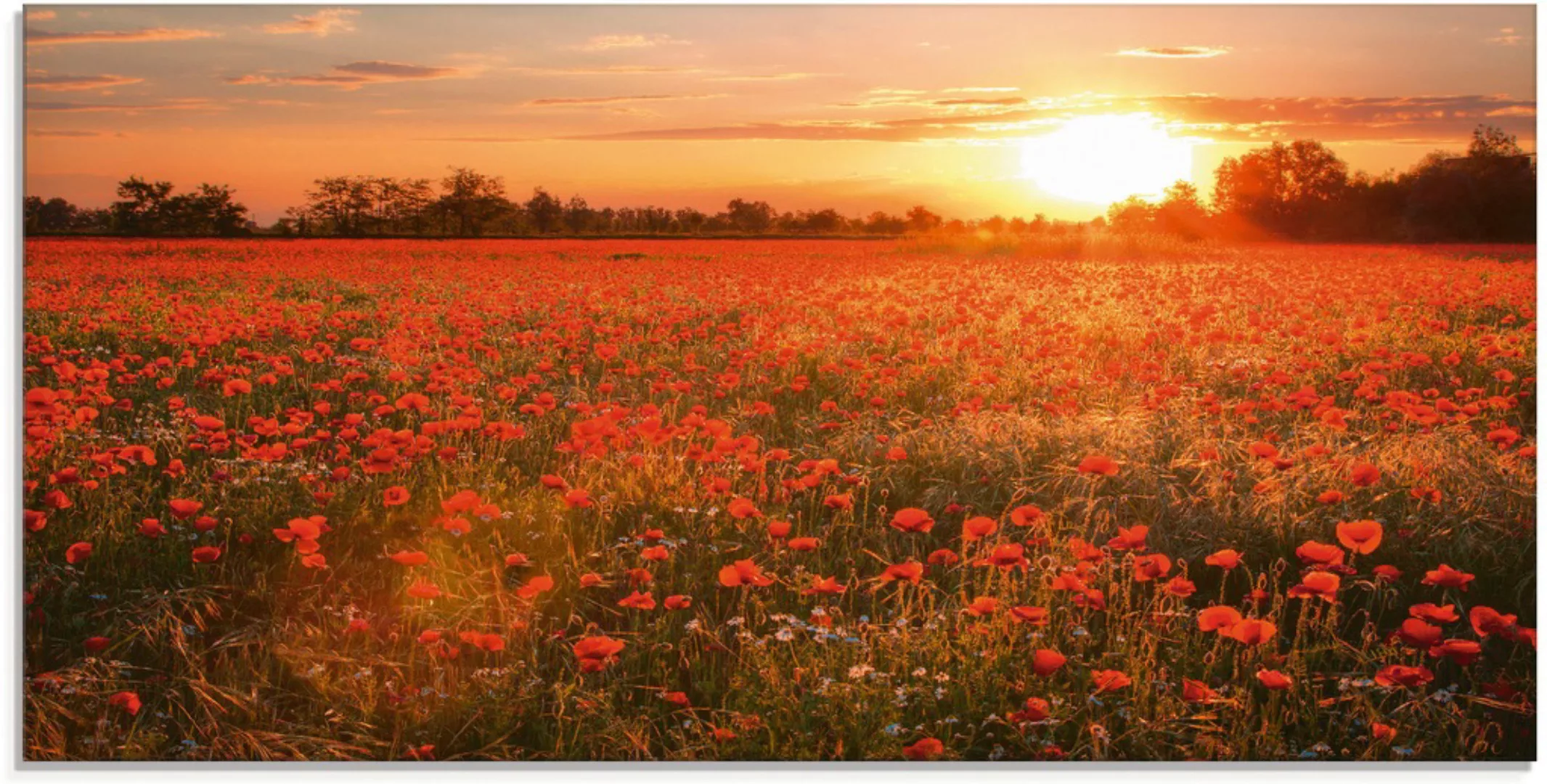 Artland Glasbild "Mohnblumenfeld bei Sonnenuntergang", Blumen, (1 St.), in günstig online kaufen