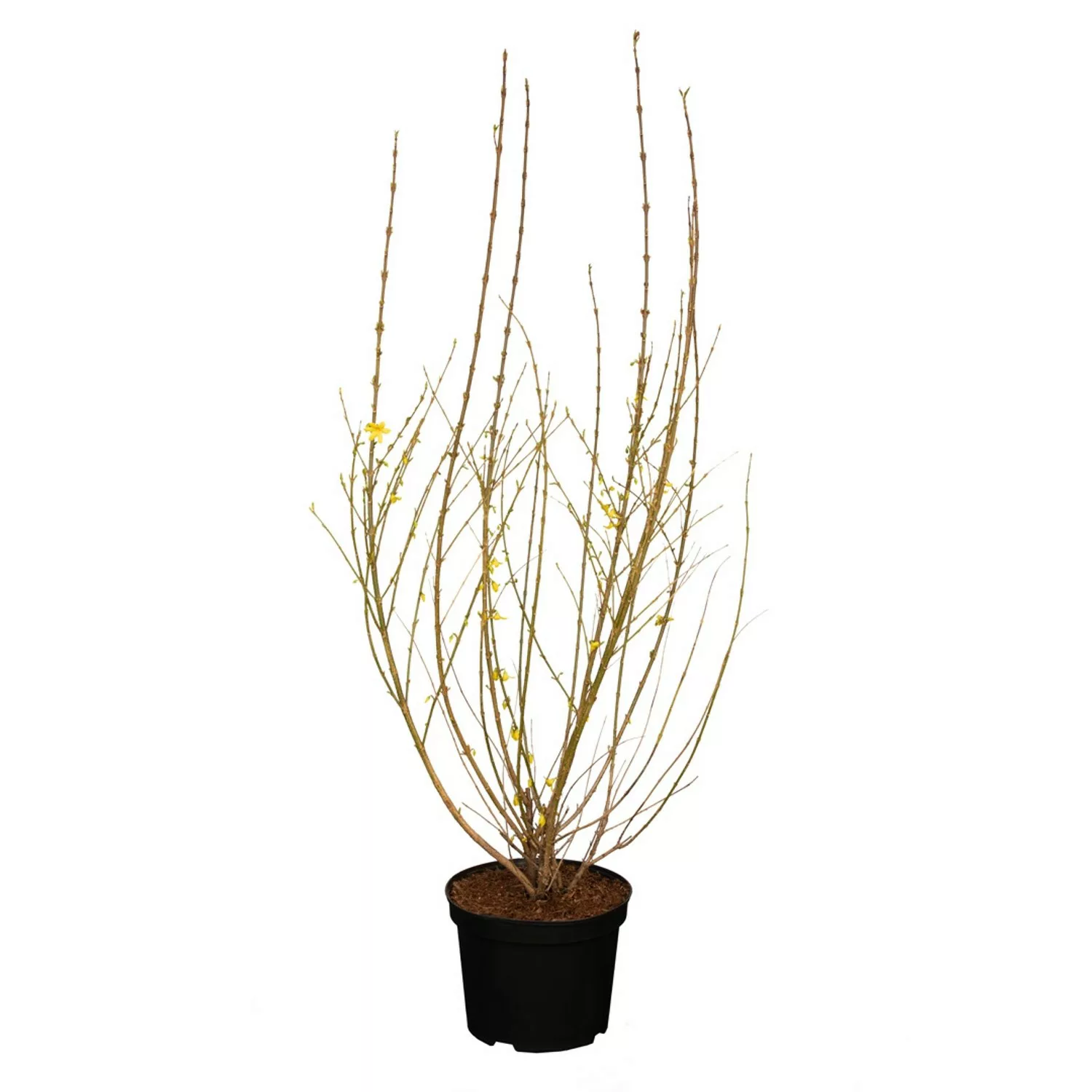 GROW by OBI Forsythie Weekend Gelb Höhe ca. 60 - 80 cm Topf ca. 5 l günstig online kaufen