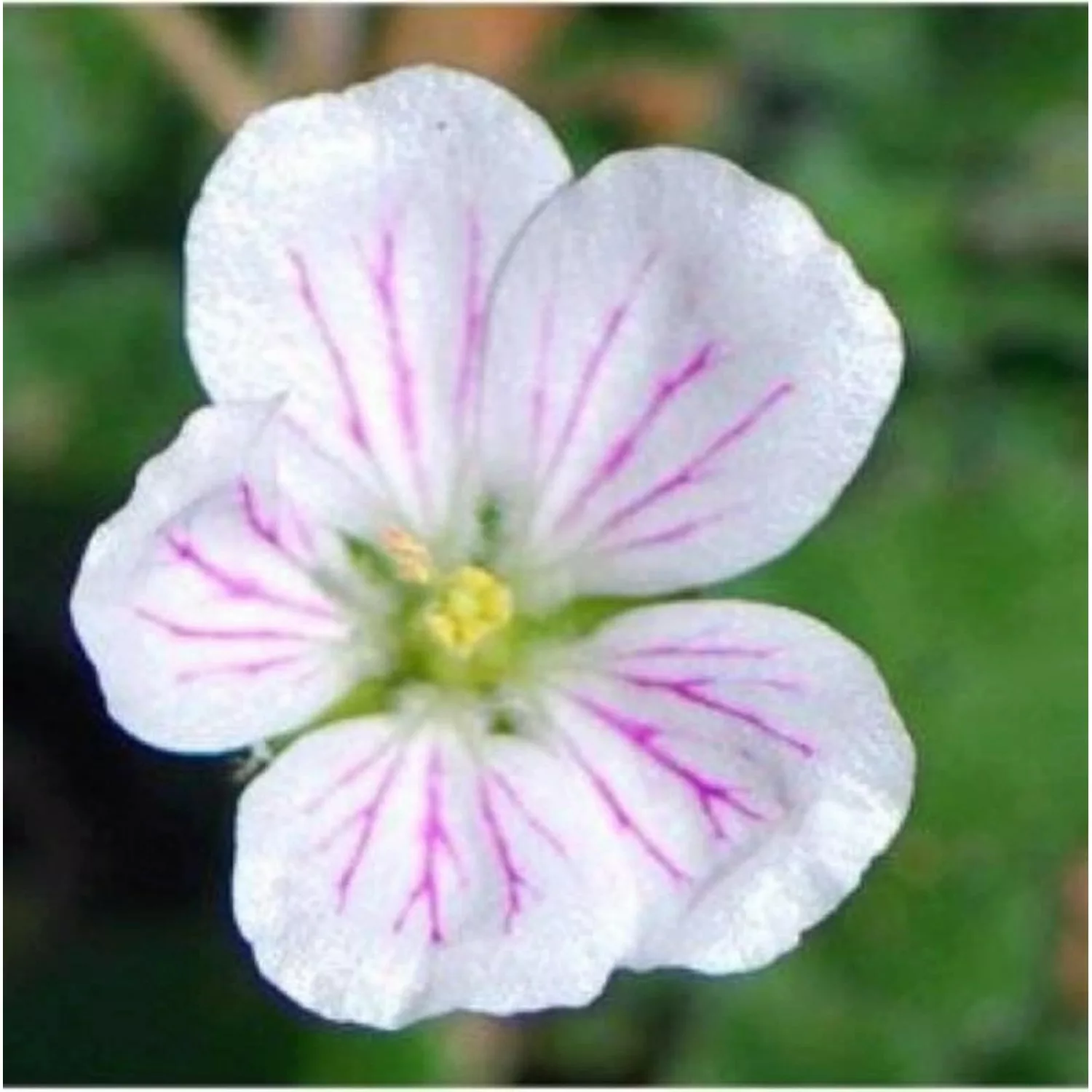 Reiherschnabel Album - Erodium reichardii günstig online kaufen