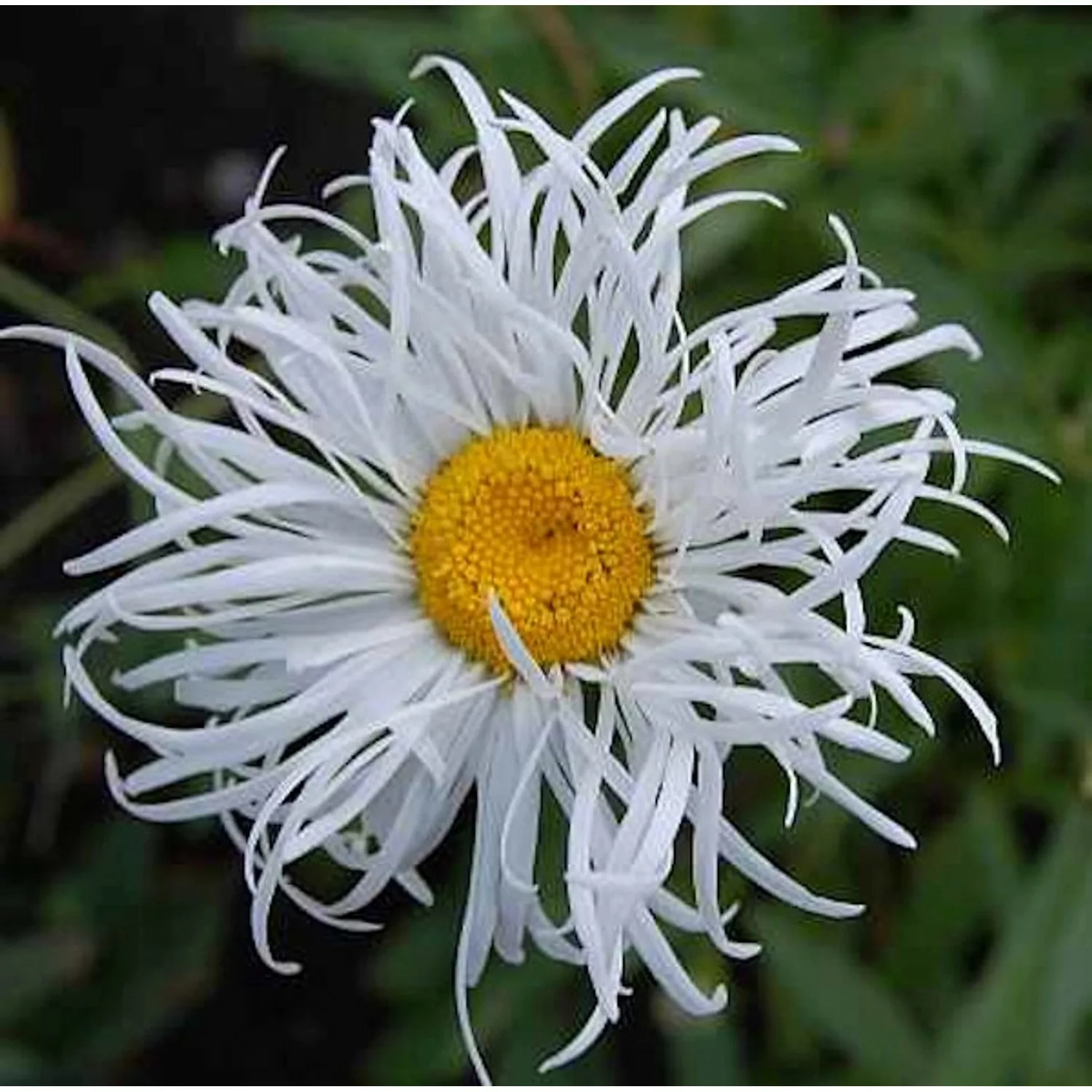 Gartenmargerite Old Court - Leucanthemum superbum günstig online kaufen