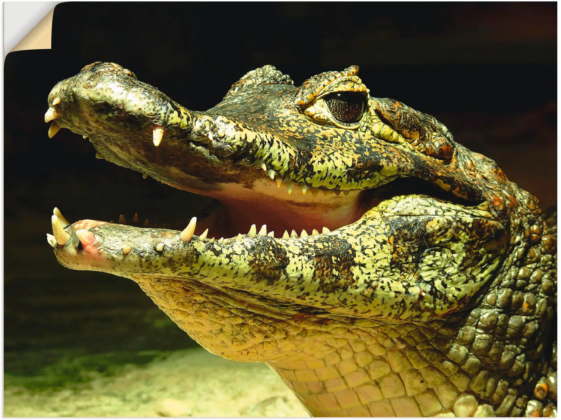Artland Wandbild "Ein lächelndes Krokodil", Wassertiere, (1 St.), als Poste günstig online kaufen
