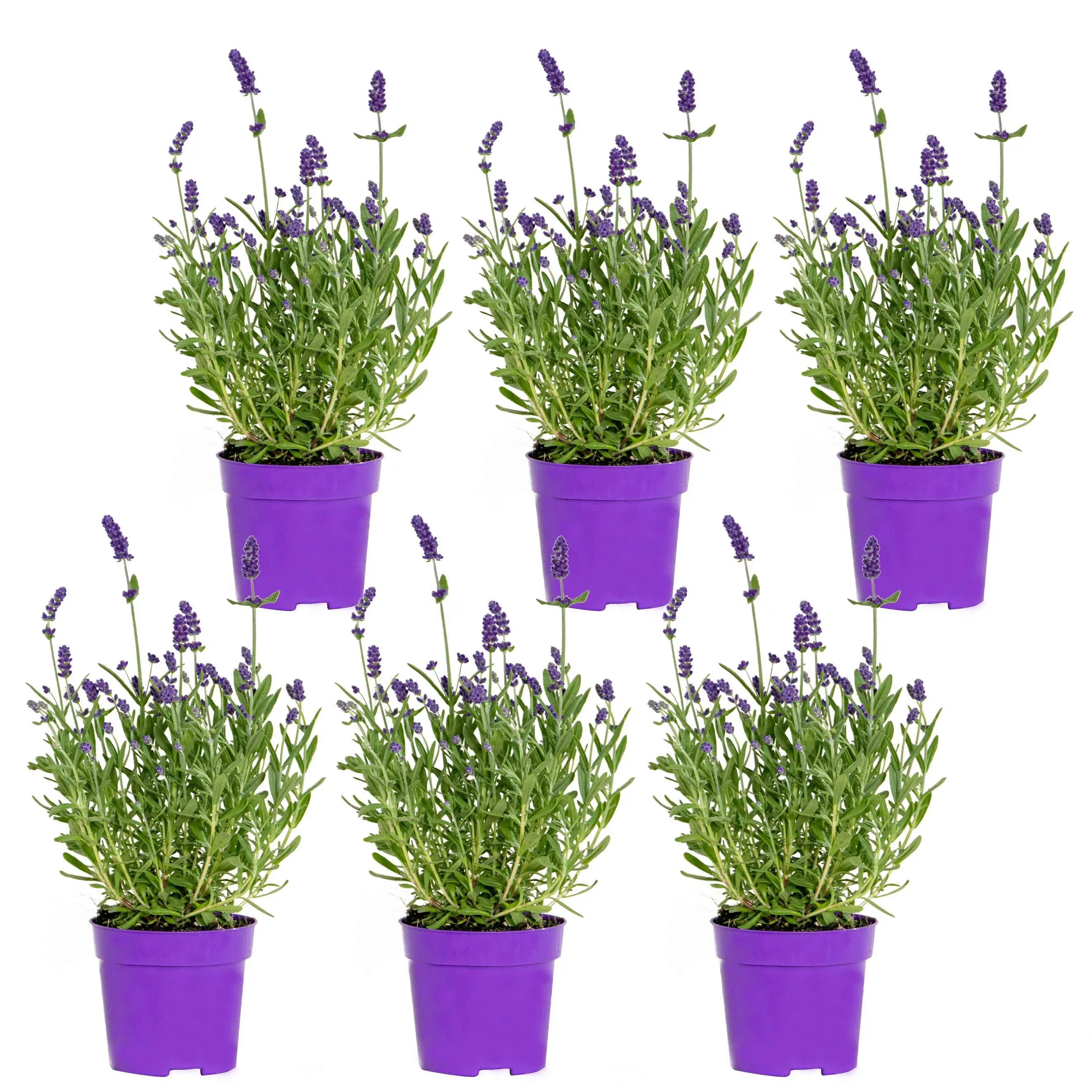 Casa Caron | 6er-Set Lavandula angustifolia Ardèche Blue günstig online kaufen