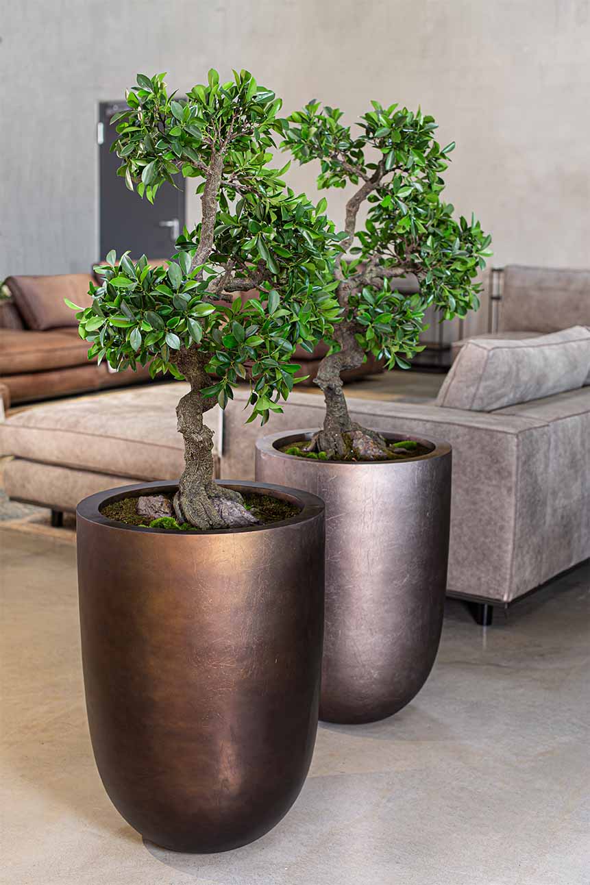 Chinesischer Feigenbaum, Ficus Bonsai Kunstpflanze günstig online kaufen