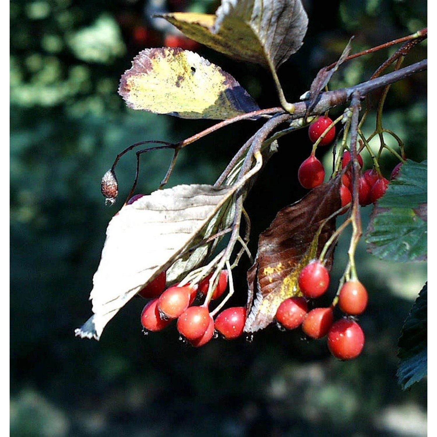 Echte Mehlbeere 125-150cm - Sorbus aria günstig online kaufen