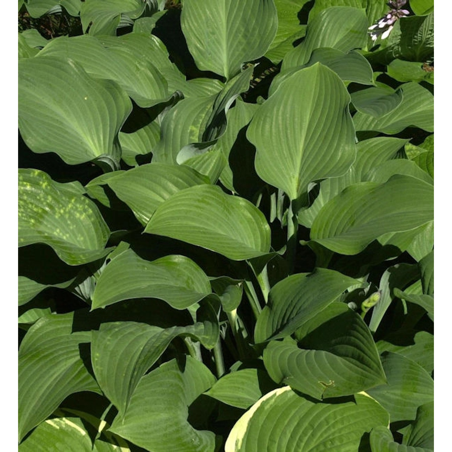 Funkie Krossa Regel - Hosta nigrescens günstig online kaufen