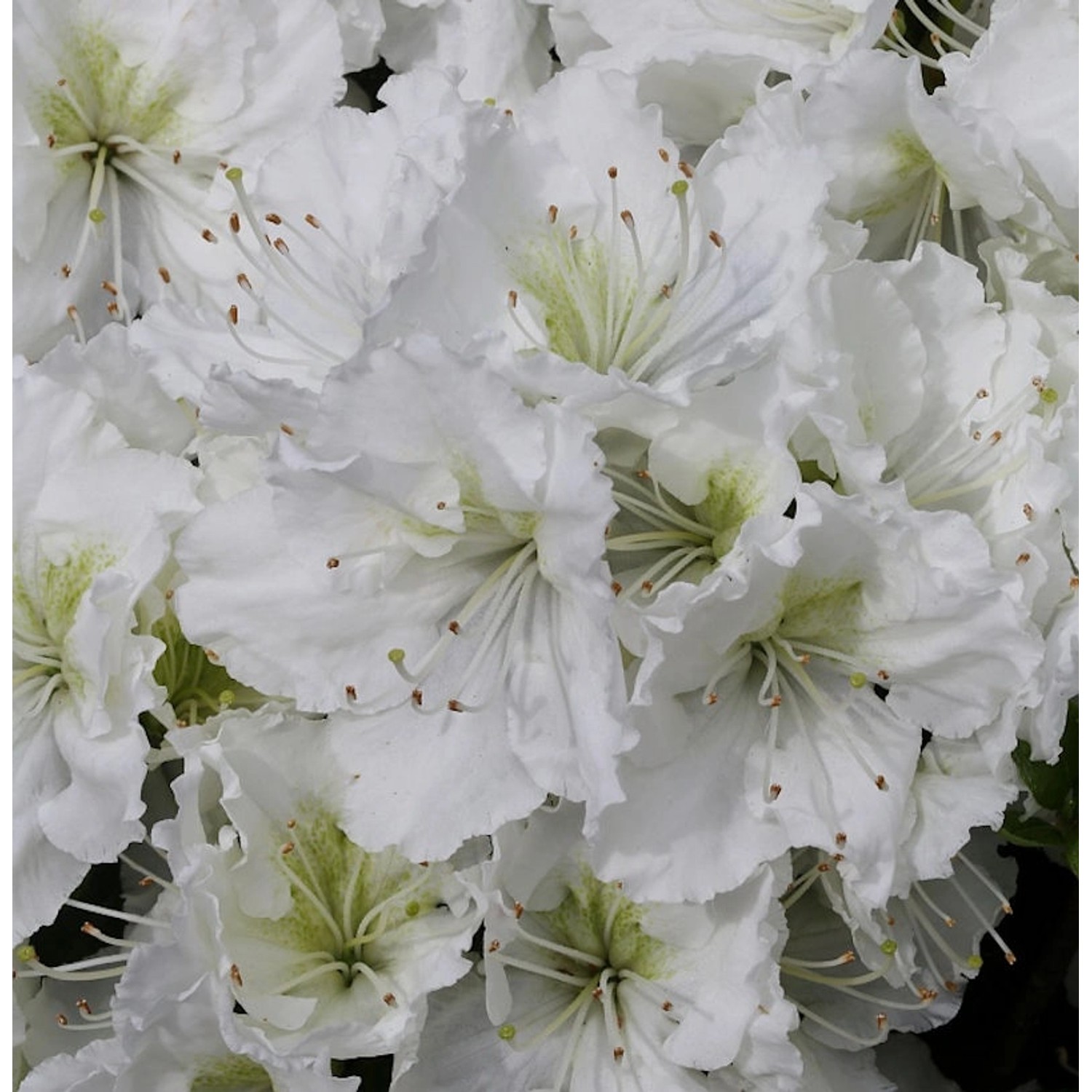 Japanische Azalee Patricia Barmold 30-40cm - Rhododendron luteum - Zwerg Al günstig online kaufen