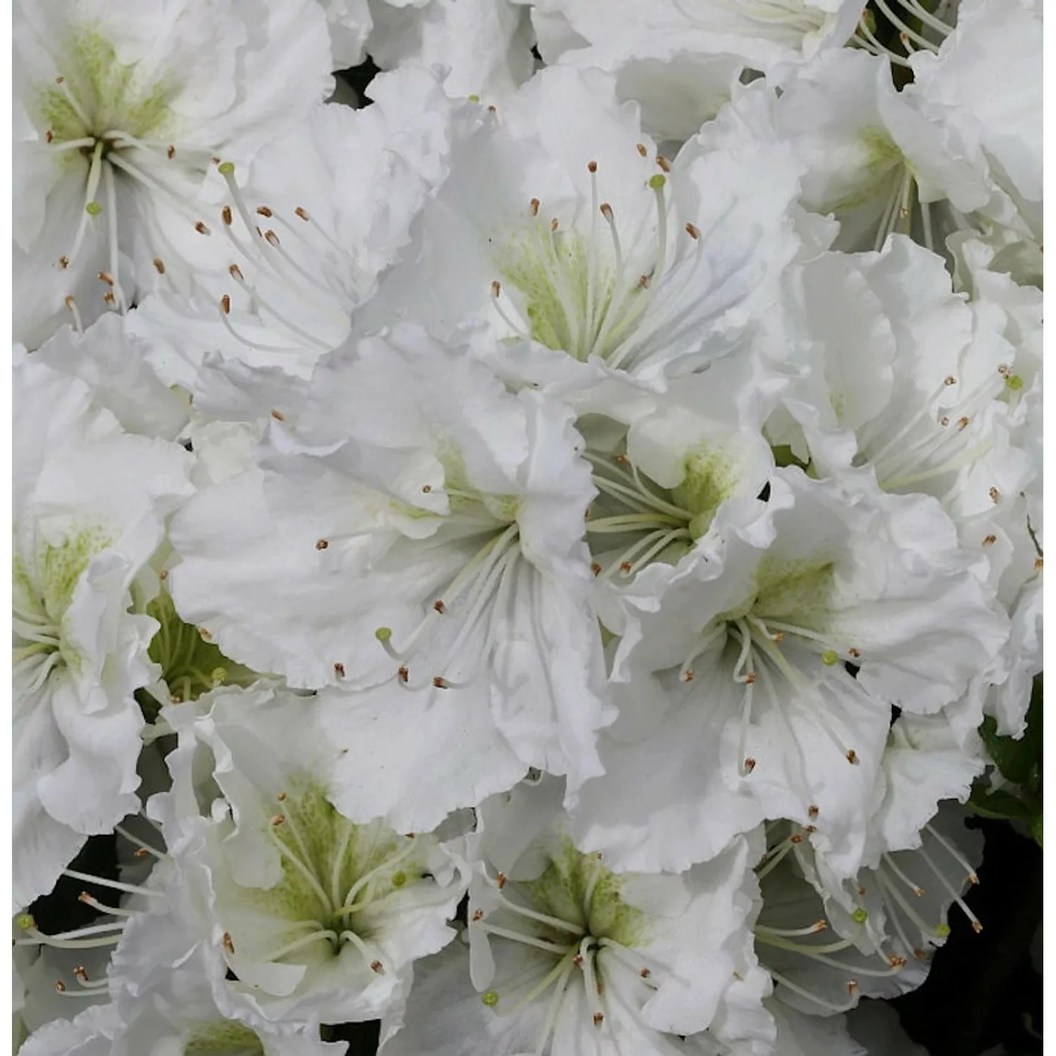 Japanische Azalee Patricia Barmold 25-30cm - Rhododendron luteum - Zwerg Al günstig online kaufen