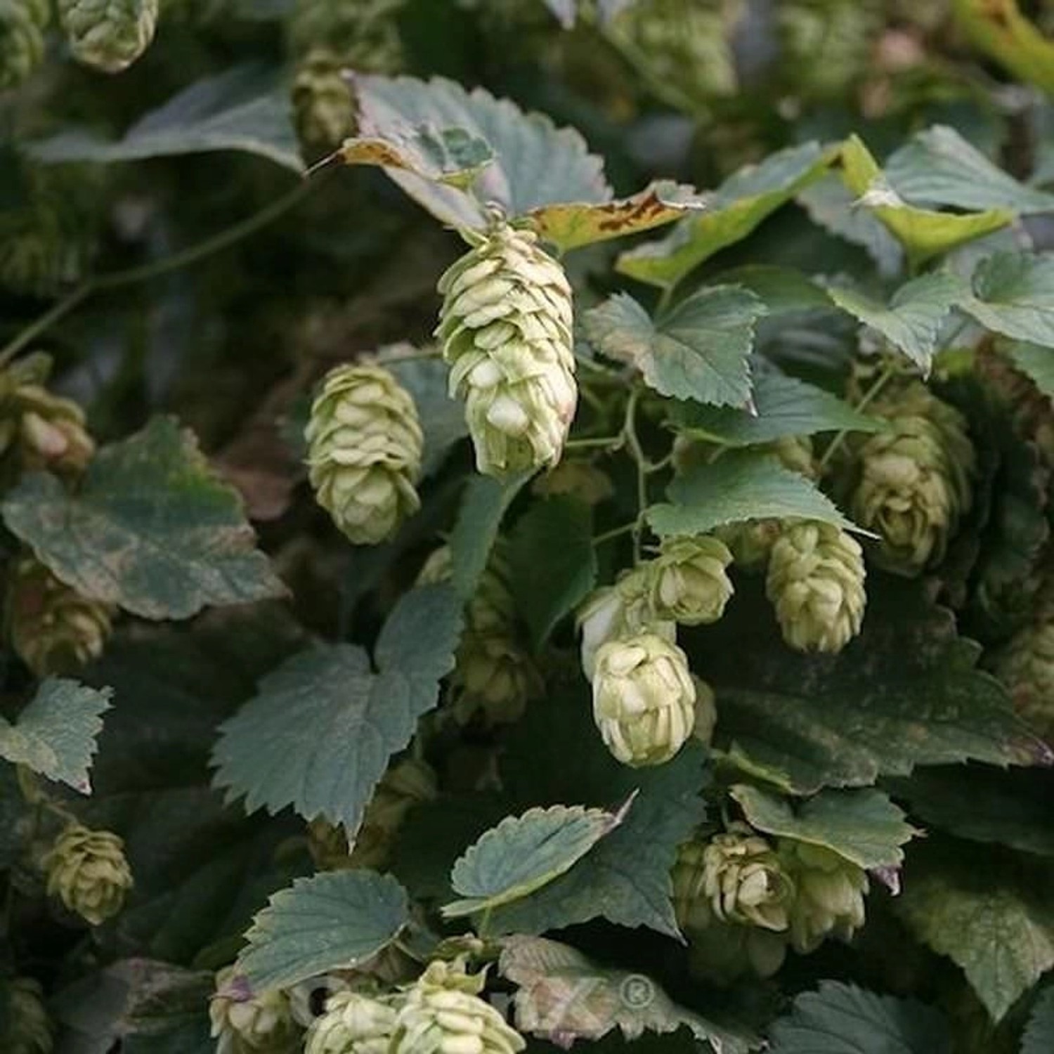 Hopfen Hersbrucker 40-60cm - Humulus lupulus günstig online kaufen