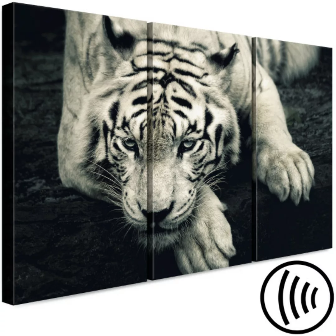 Wandbild Ruhiger Tiger - Triptychon in Sepia mit einem liegendem Tiger XXL günstig online kaufen